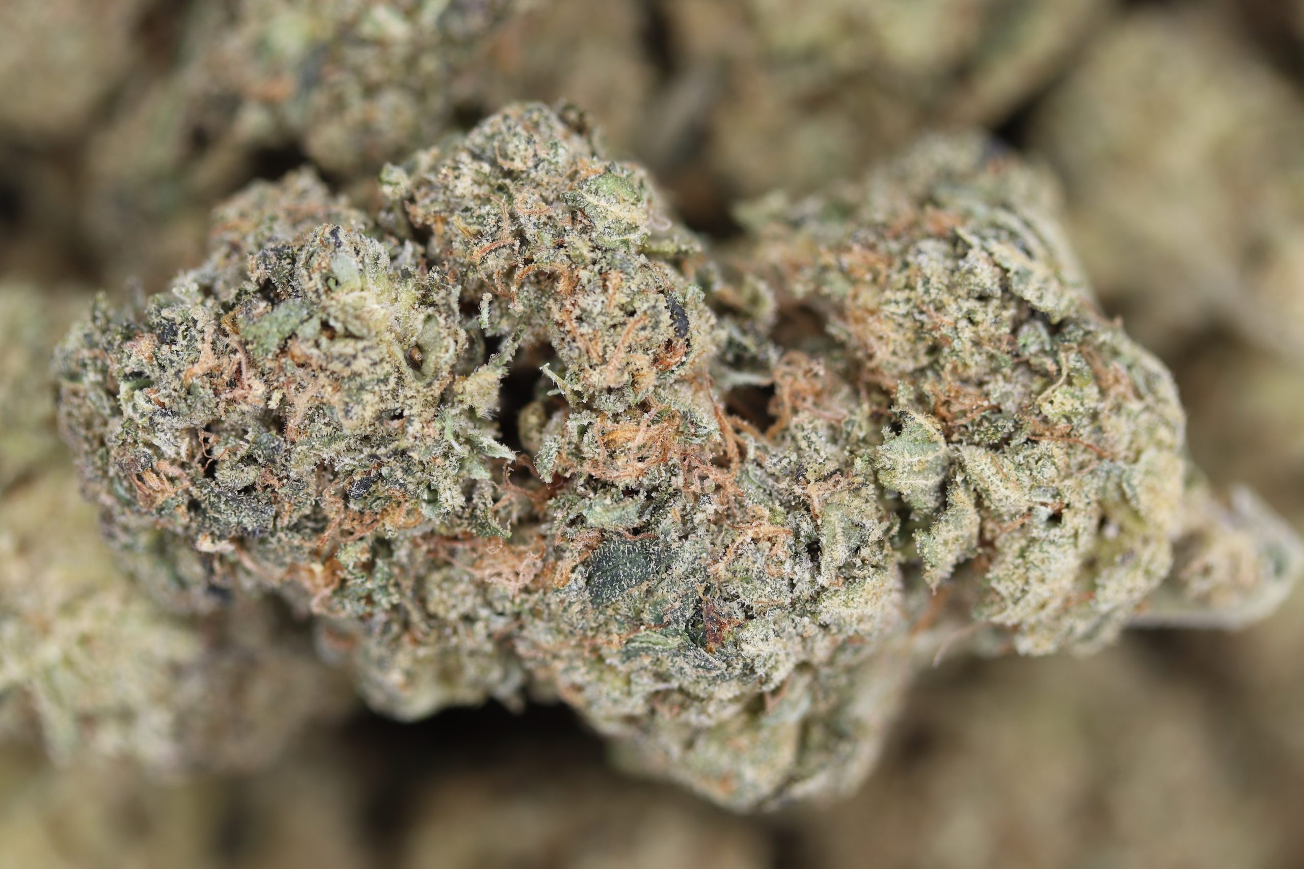 Blue City Diesel Hybrid Berry Blue City Diesel Hybrid Berry