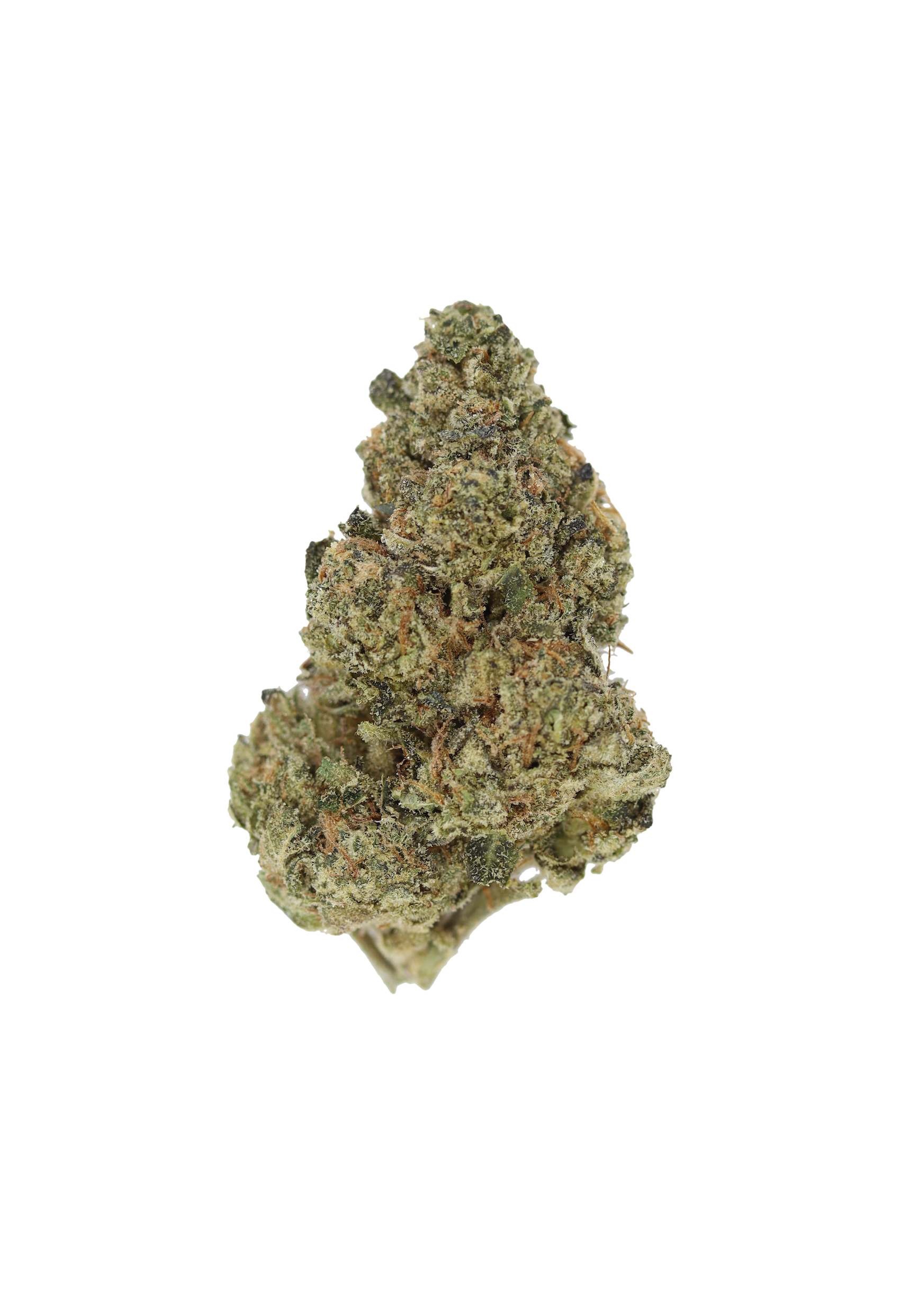 Blue City Diesel Hybrid Berry Blue City Diesel Hybrid Berry