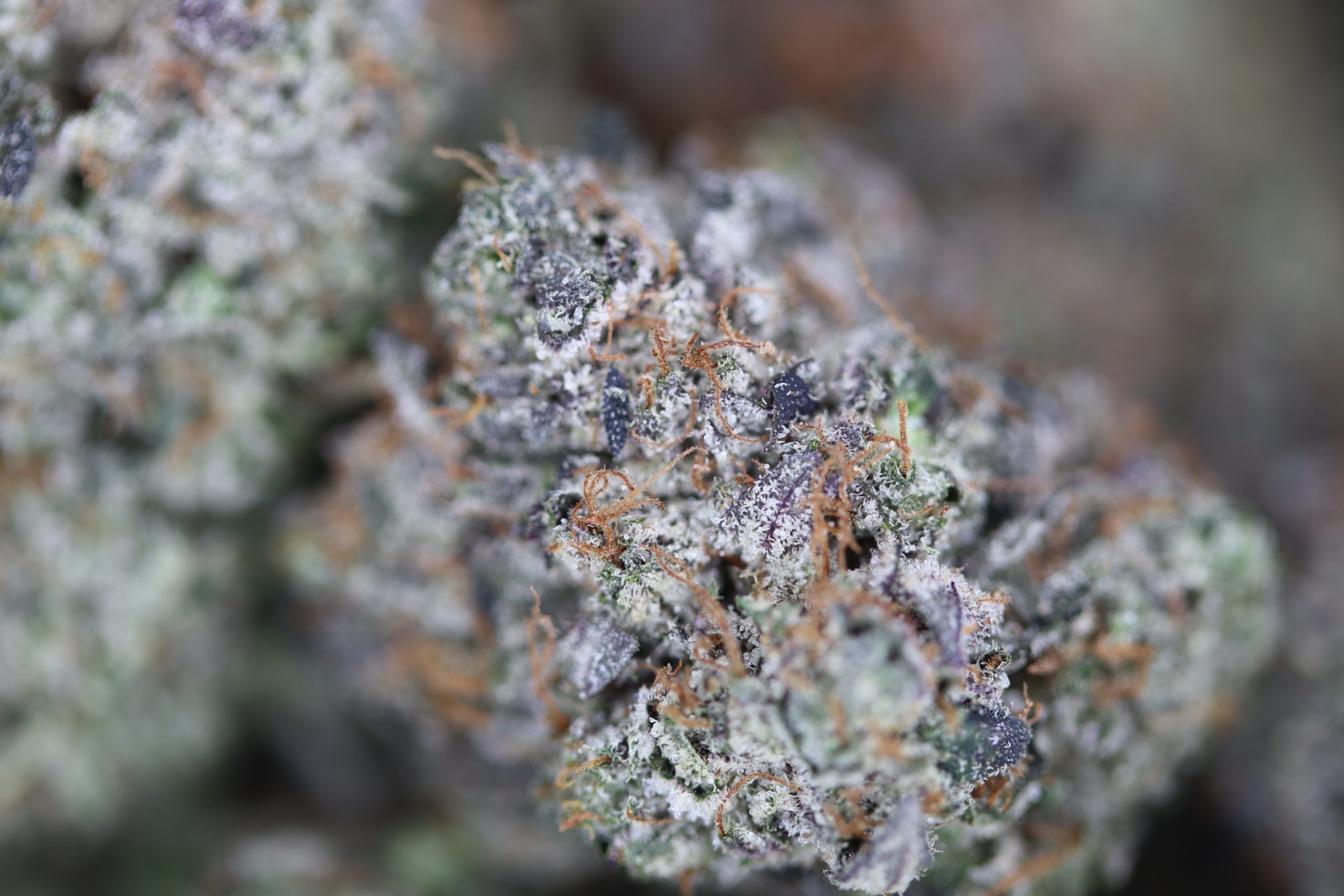 Gas Militia – Bluefin Tuna All Strains anxiety Gas Militia – Bluefin Tuna All Strains anxiety