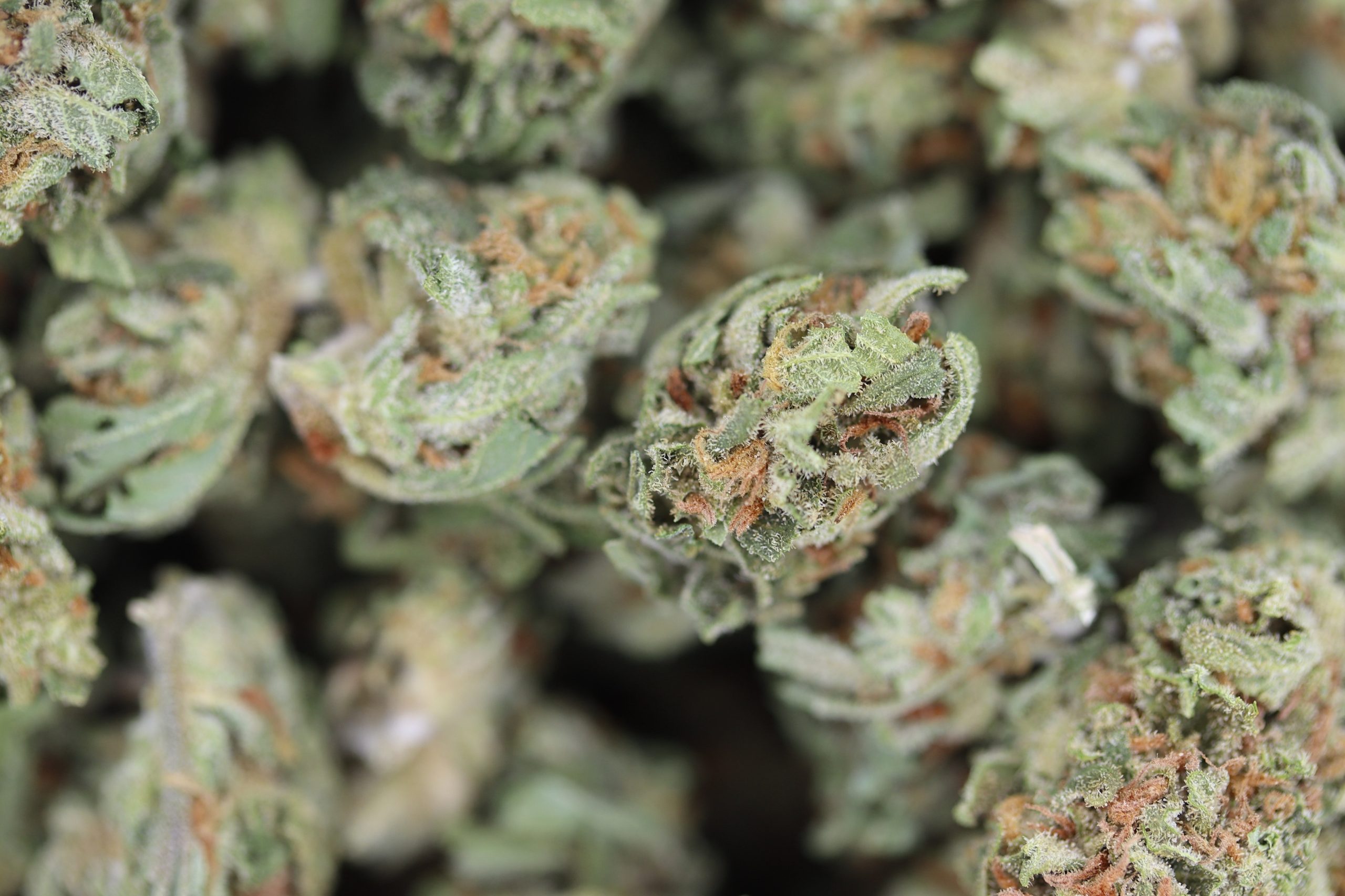 Cake Crasher Smalls (1/2lb) Sativa Cake Crasher Smalls (1/2lb) Sativa