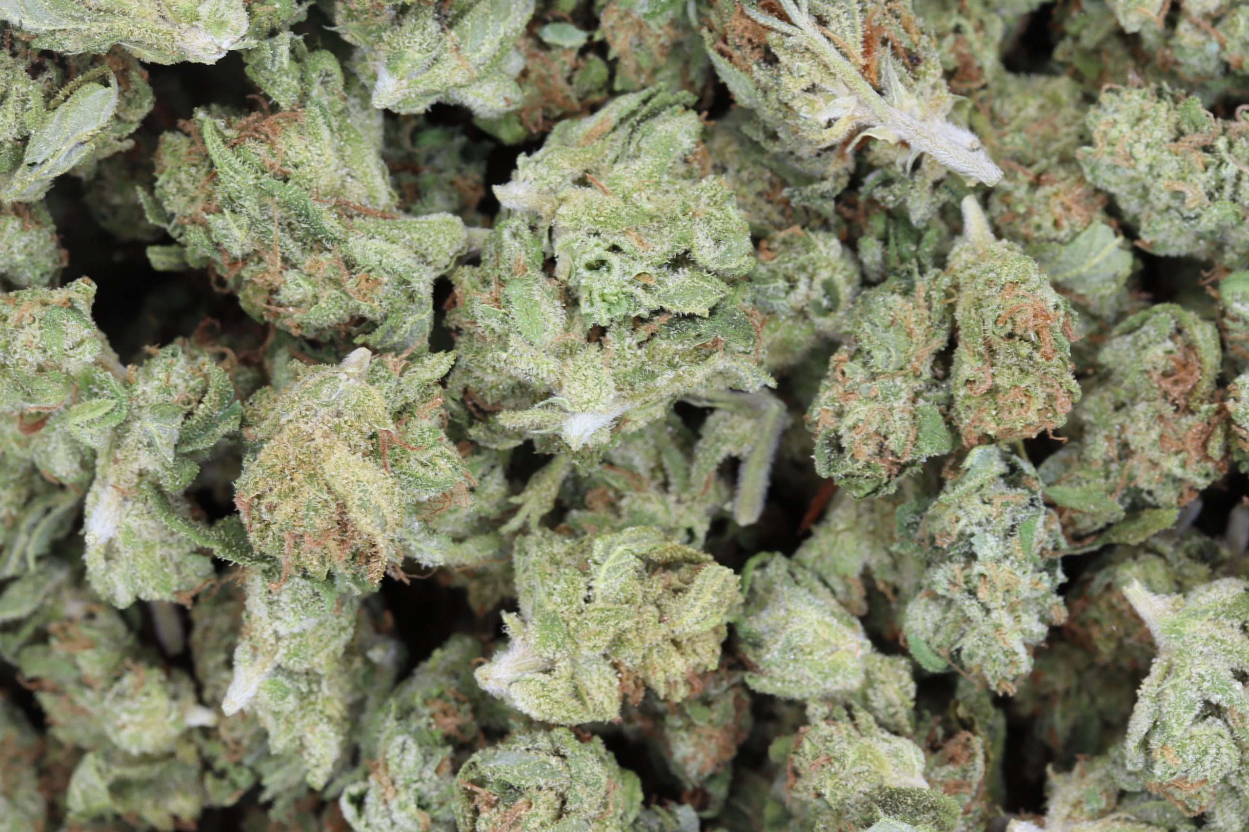 Cali Kush Smalls (1/2lb) Hybrid Cali Kush Smalls (1/2lb) Hybrid
