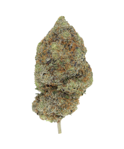 buy god's bubba online