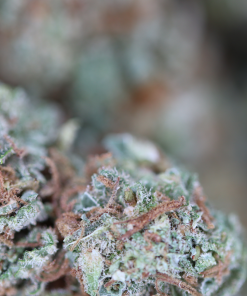 buy orange crush online
