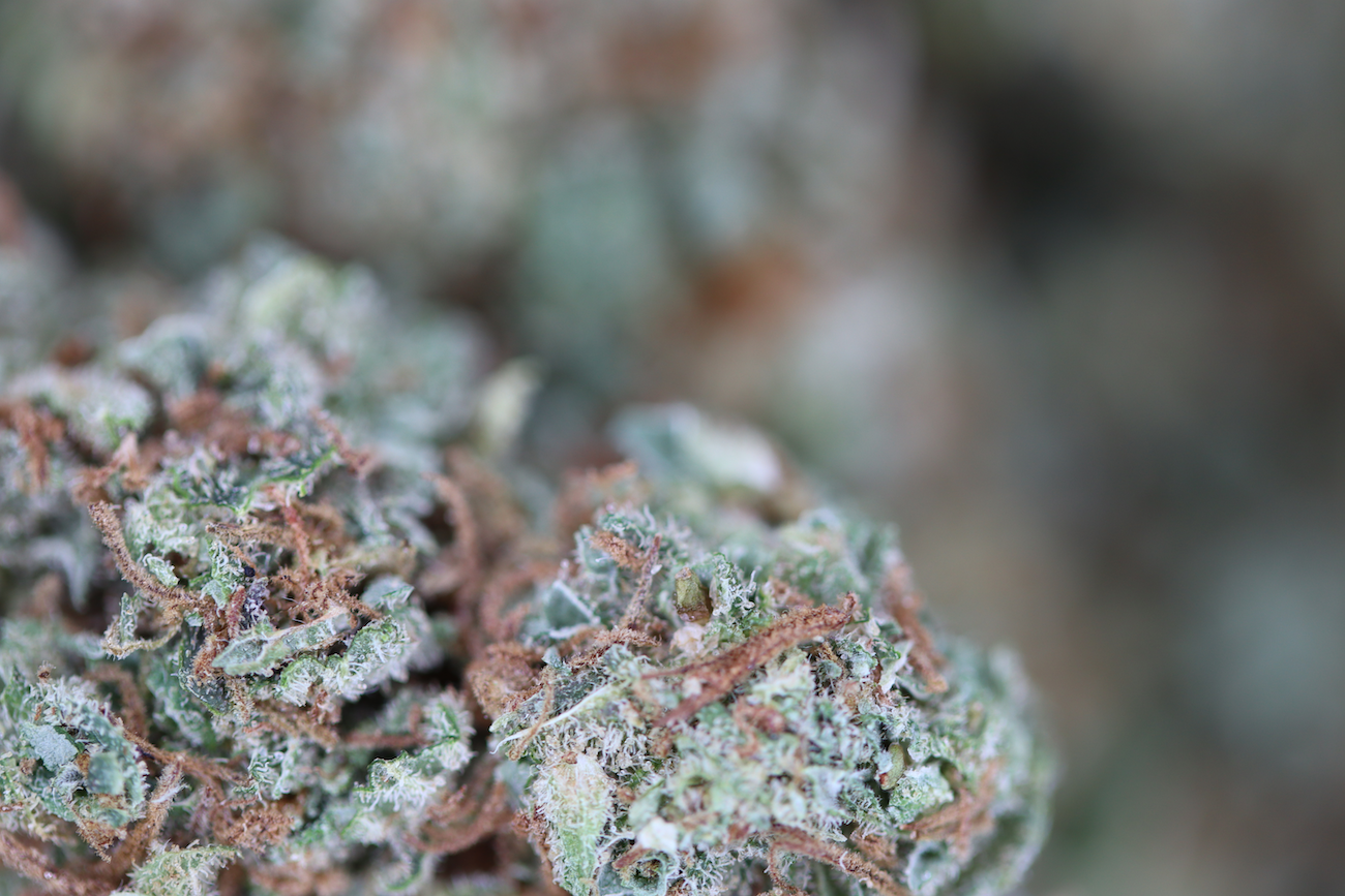 Orange Crush Sativa Cannabis Flower Orange Crush Sativa Cannabis Flower