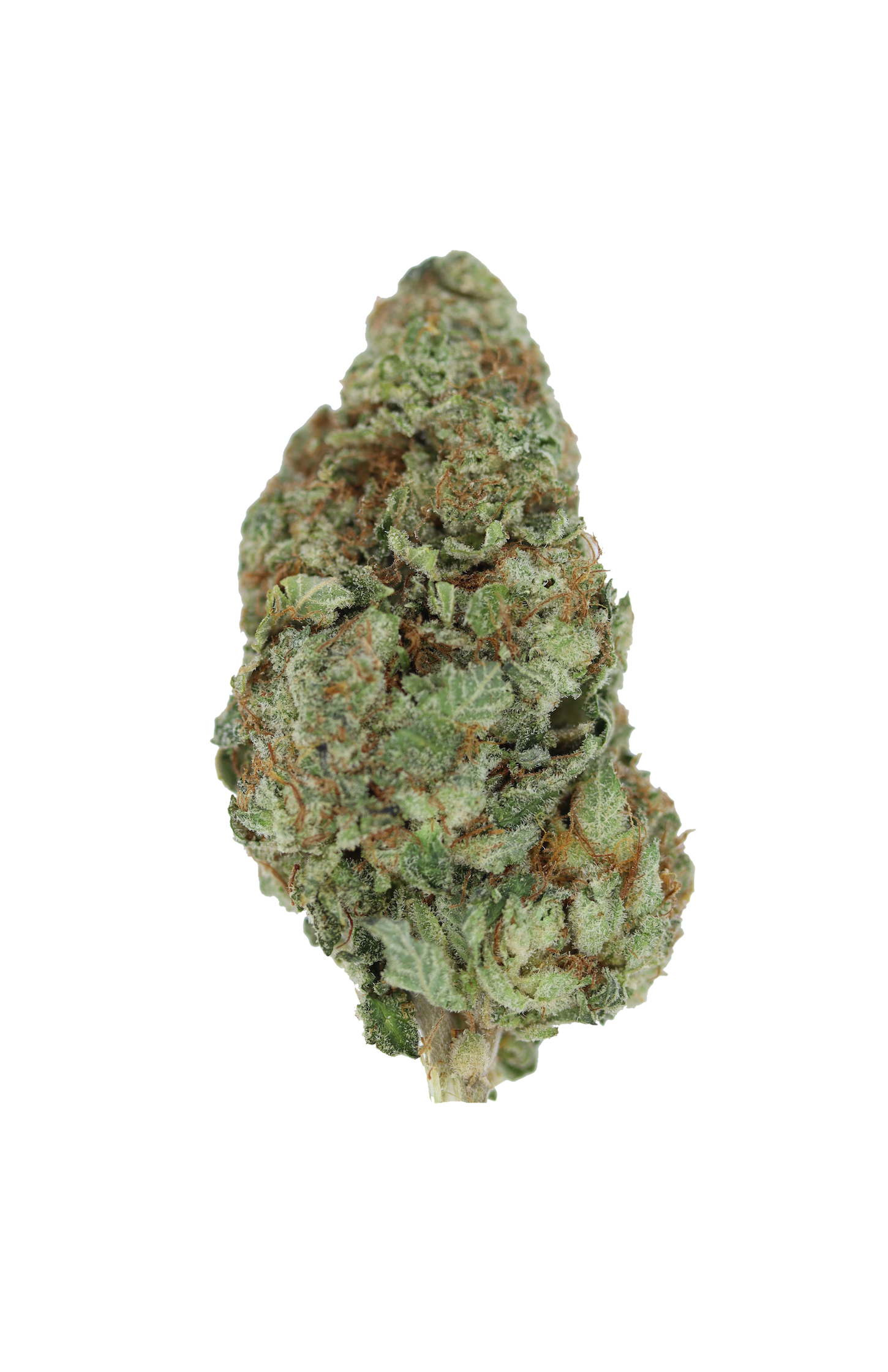 Orange Crush Sativa Cannabis Flower Orange Crush Sativa Cannabis Flower