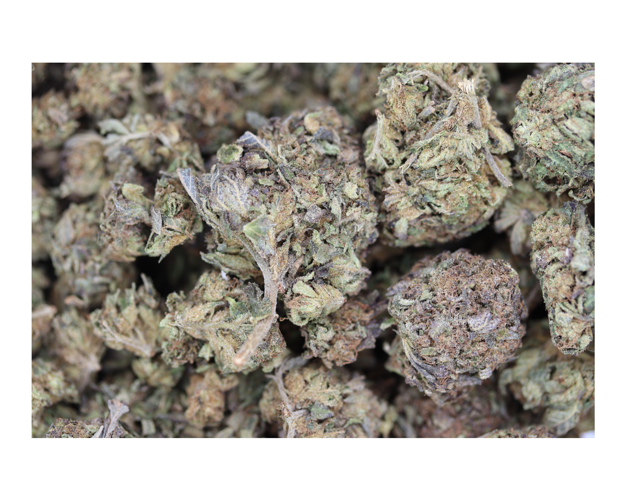 Paris OG (1/2lb) Bulk Anxiety Reduction Paris OG (1/2lb) Bulk Anxiety Reduction