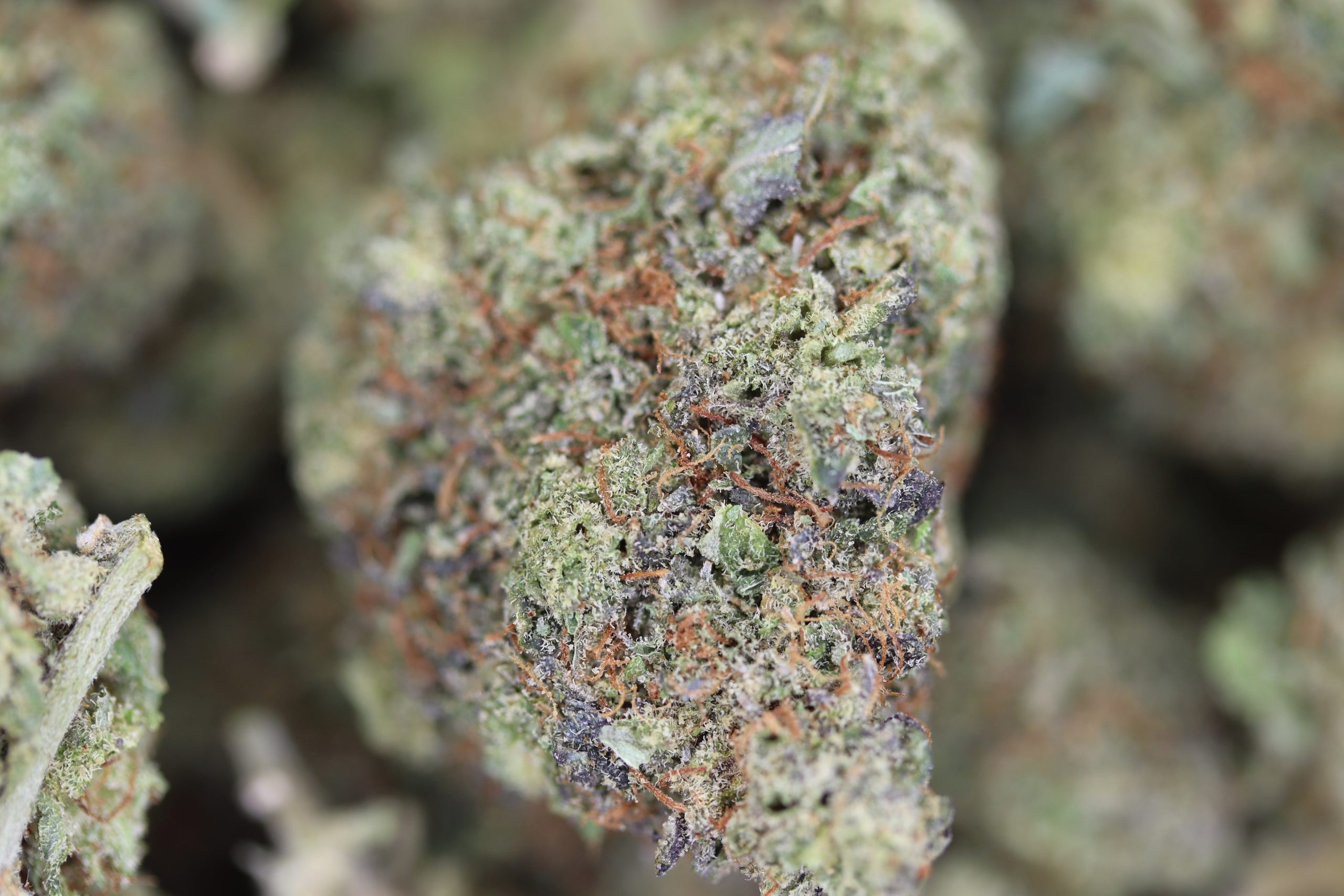 Purple Candy Kush Indica anxiety Purple Candy Kush Indica anxiety