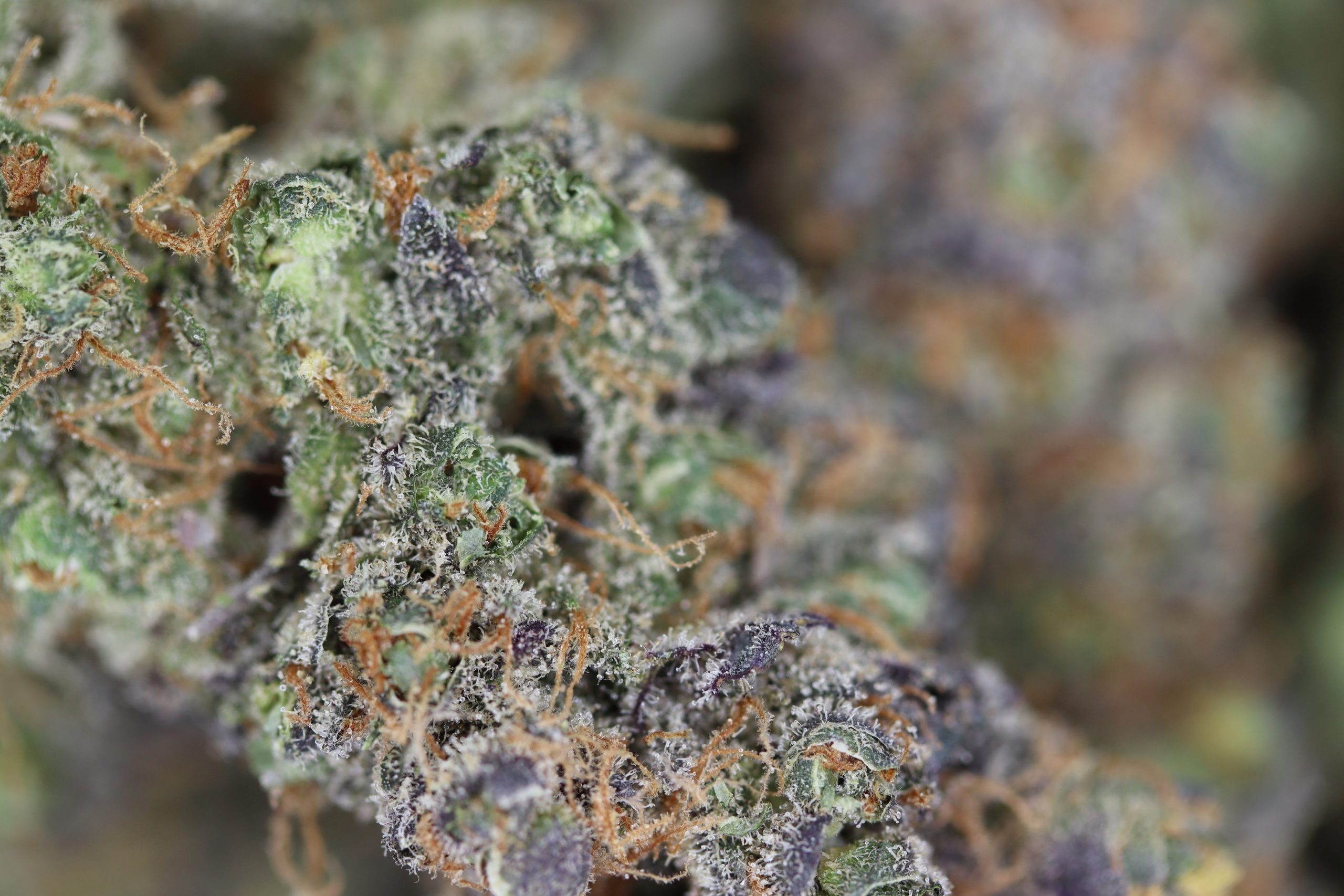 Rainbow Pie Hybrid Cannabis Flower Rainbow Pie Hybrid Cannabis Flower