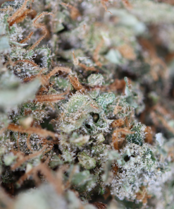 buy Congolese online