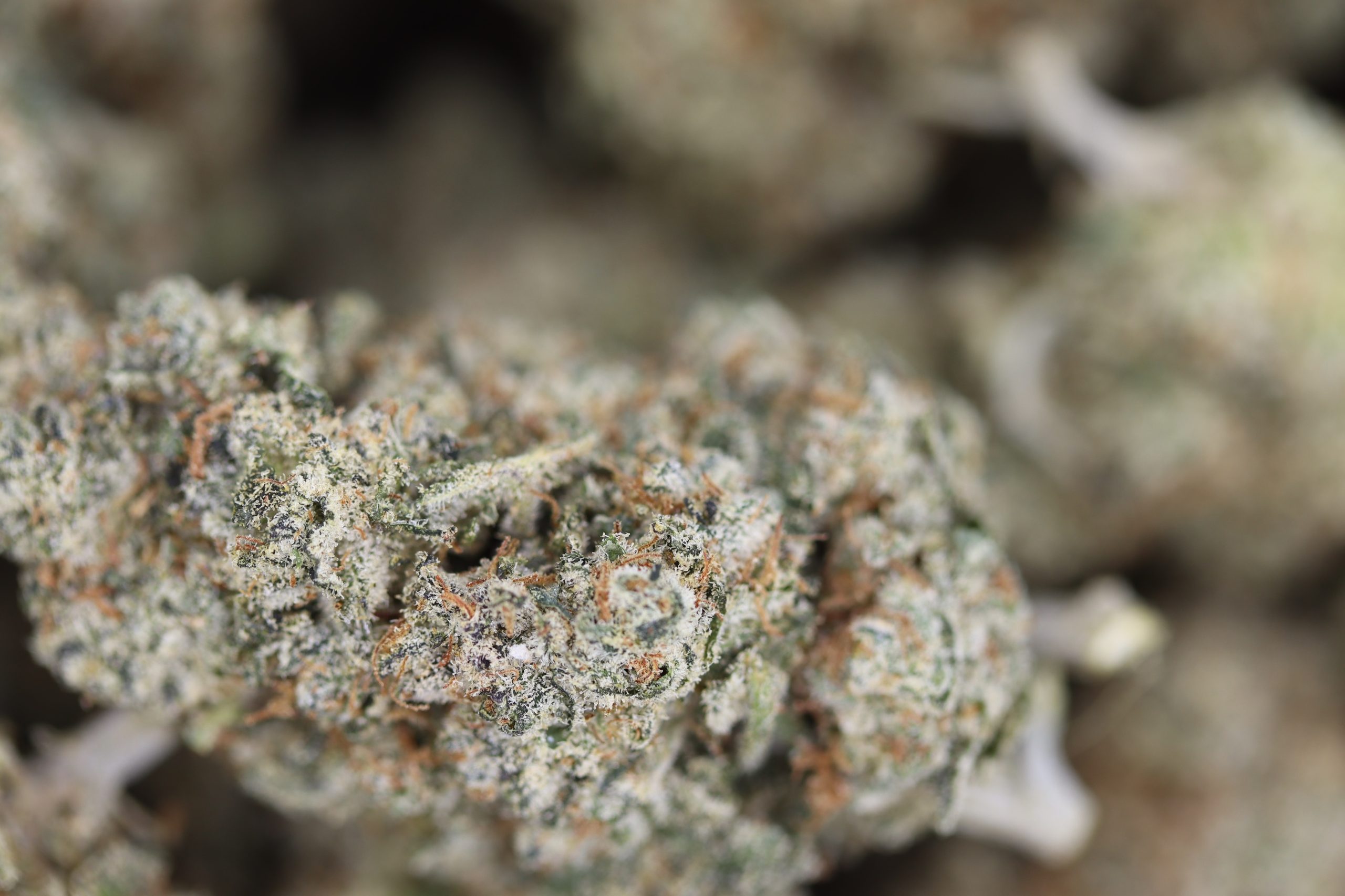 Starburst Hybrid Cannabis Flower Starburst Hybrid Cannabis Flower