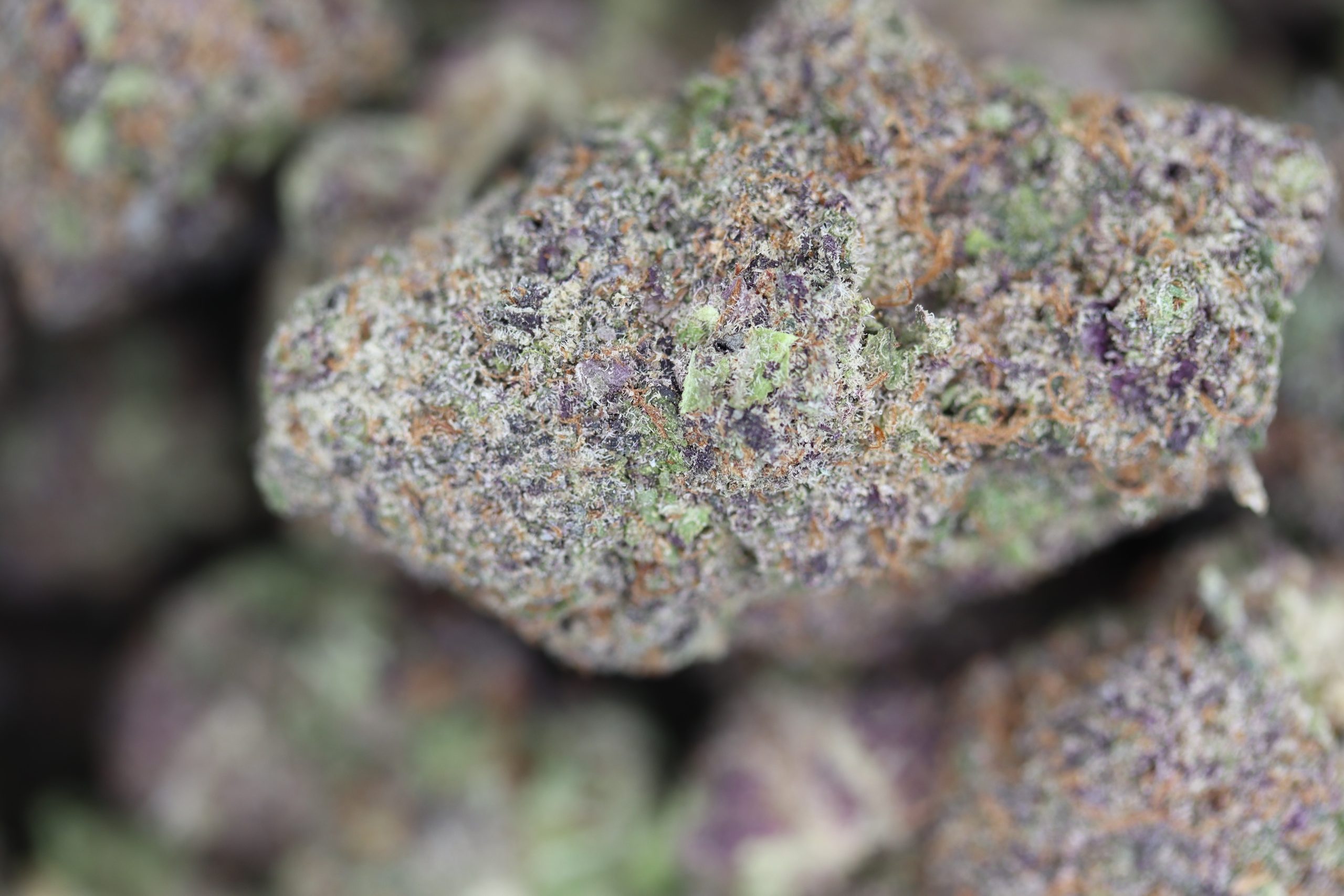 Tropicanna Poison Hybrid Cannabis Flower Tropicanna Poison Hybrid Cannabis Flower