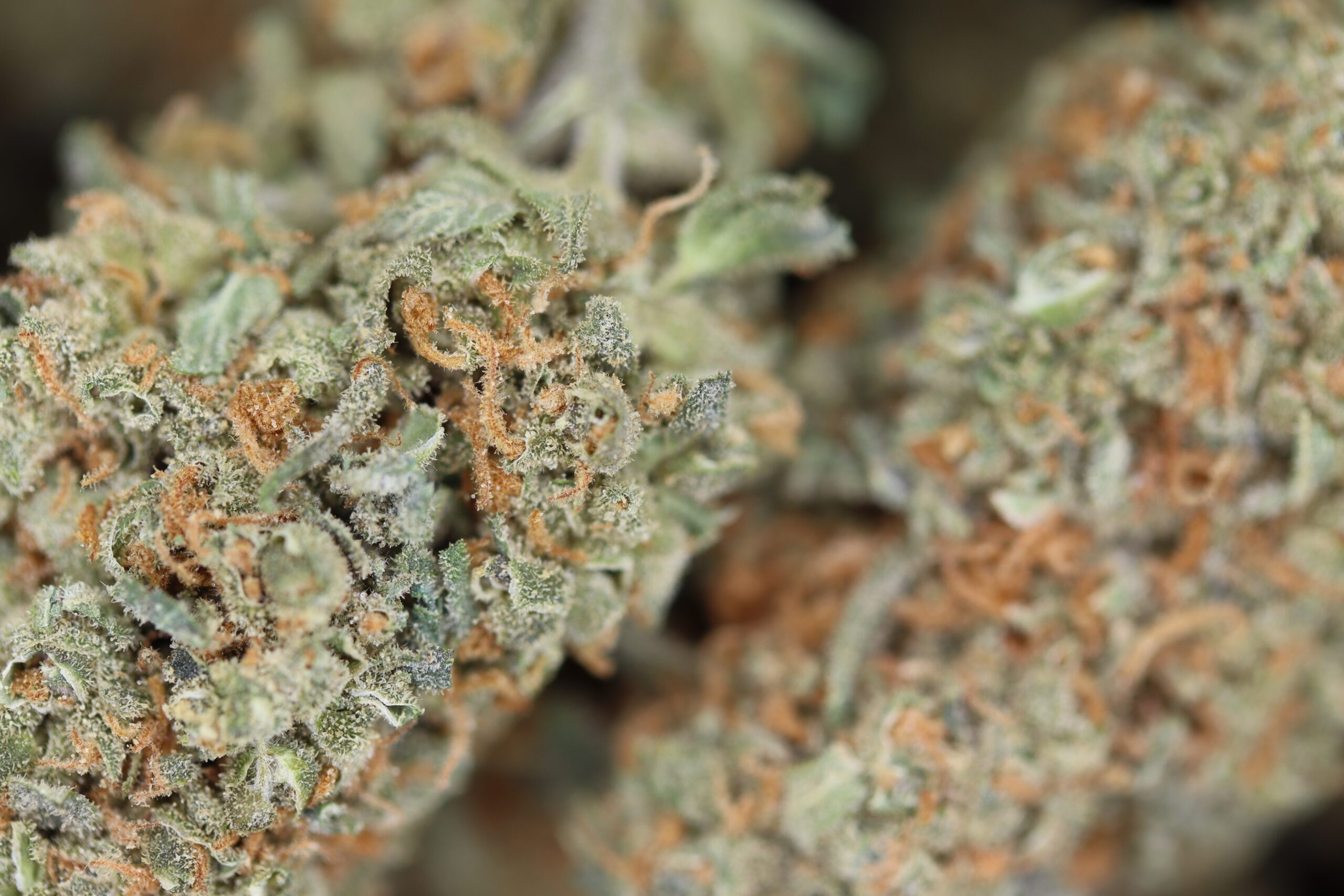 Agent Orange All Strains Agent Orange Agent Orange All Strains Agent Orange