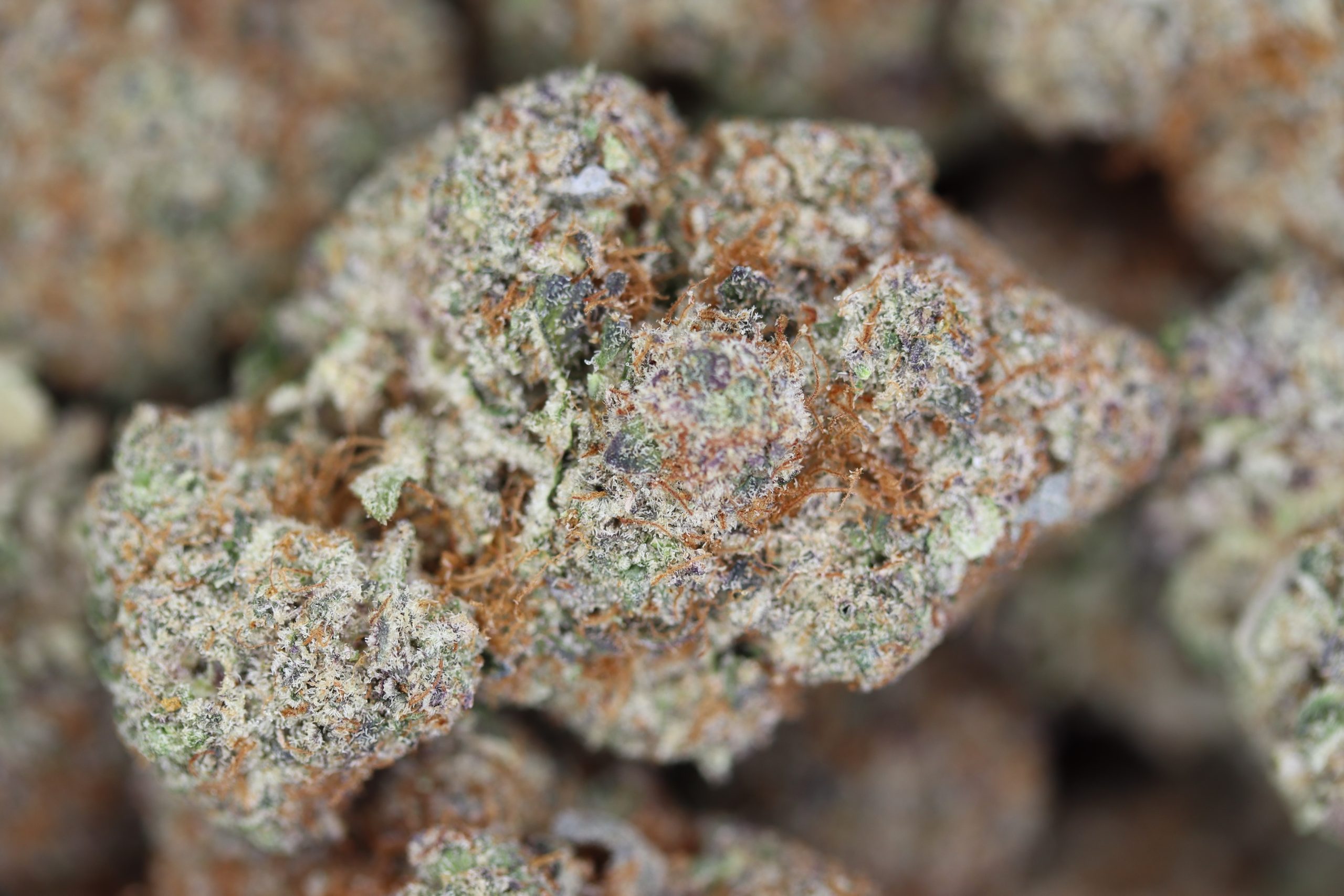 Gummy Bunz All Strains Cannabis Flower Gummy Bunz All Strains Cannabis Flower