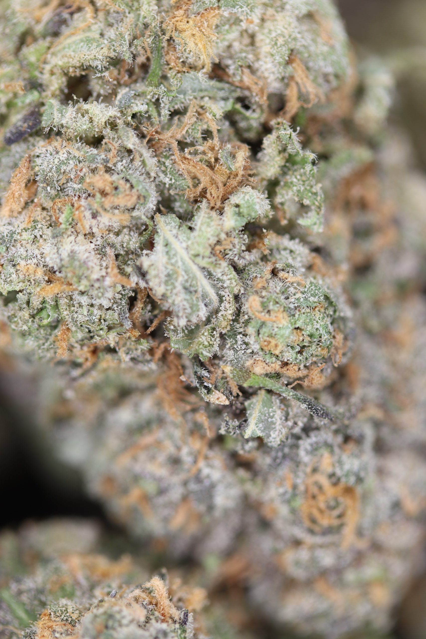 Black Cherry Haze All Strains Black Cherry Haze Black Cherry Haze All Strains Black Cherry Haze