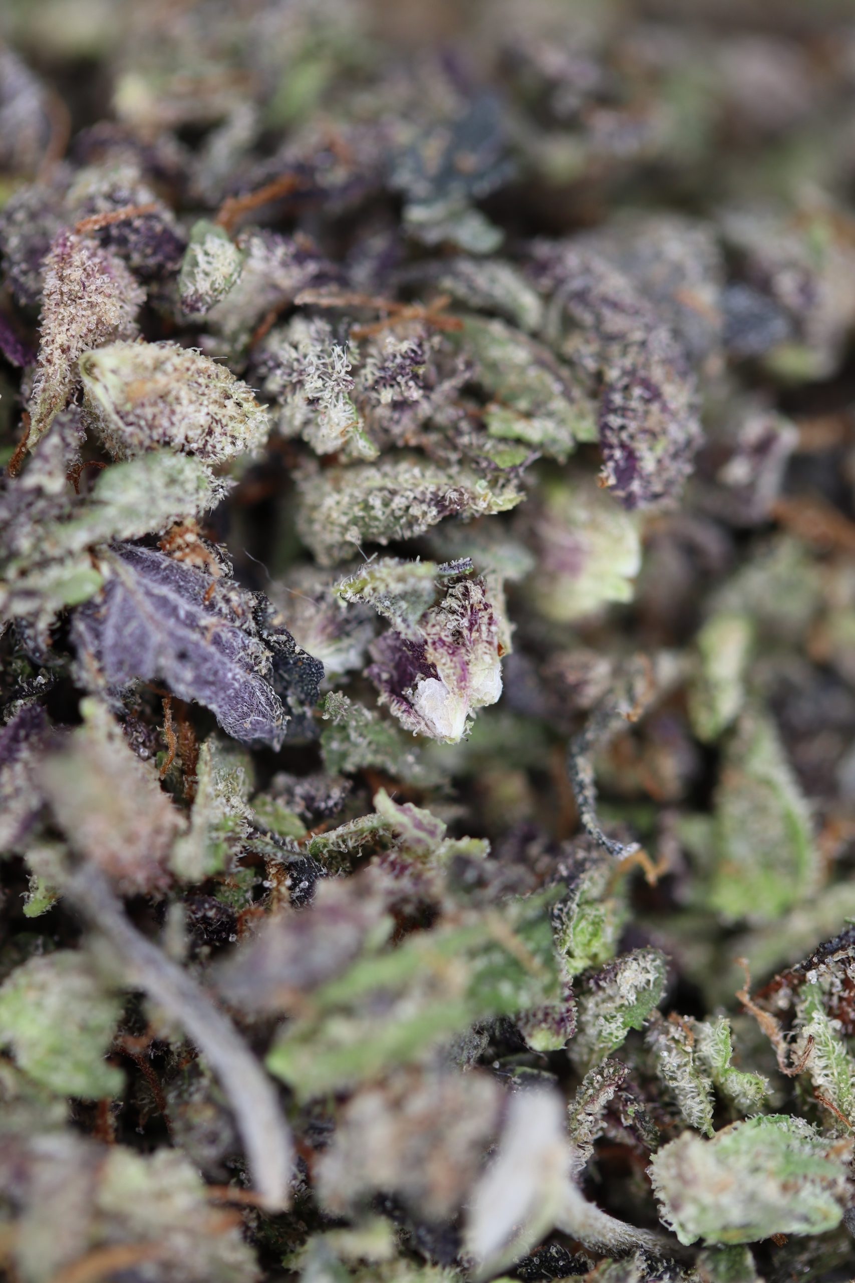 Diablo Shake All Strains Appetite Boost Diablo Shake All Strains Appetite Boost