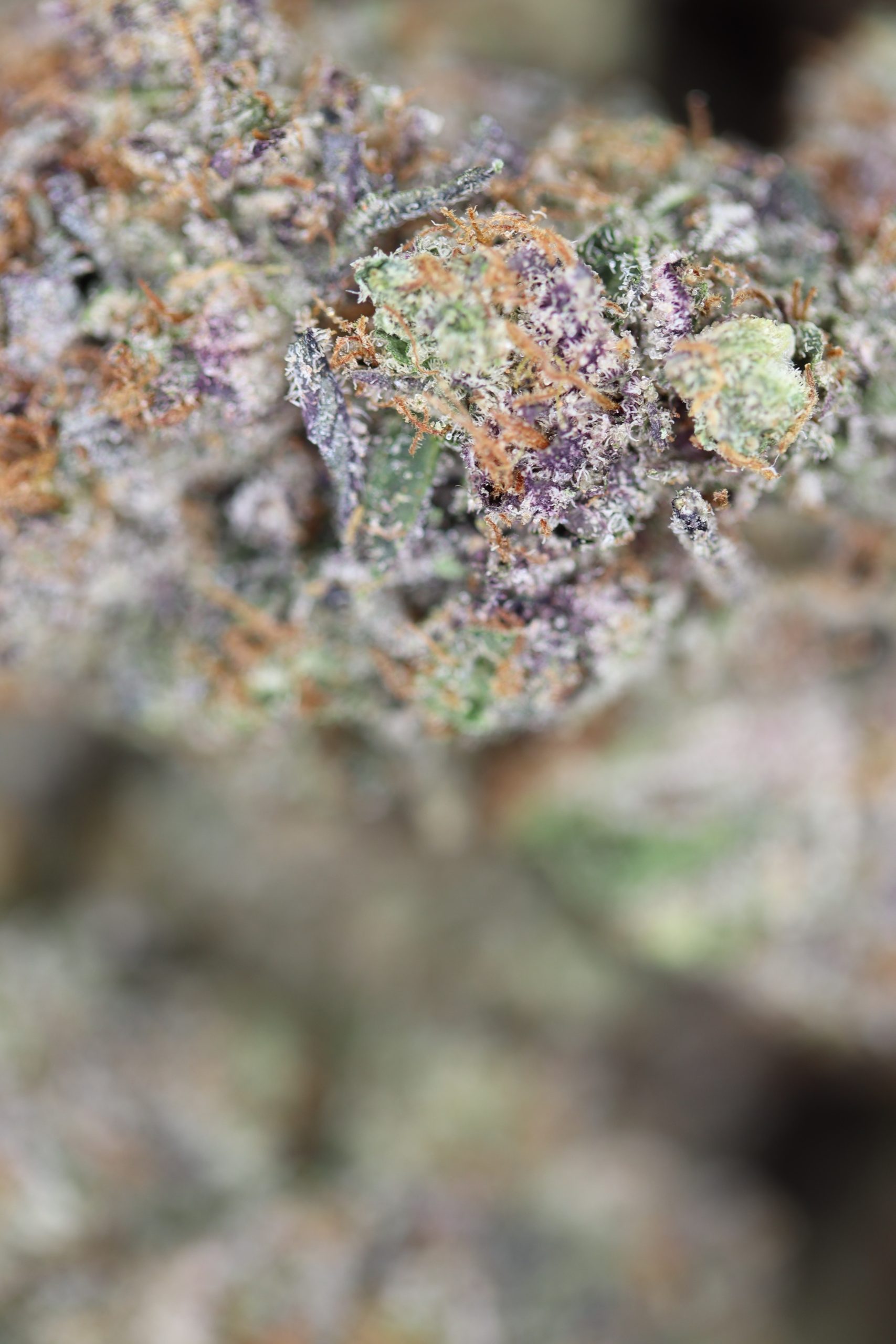 Face Off OG All Strains Anxiety Relief Face Off OG All Strains Anxiety Relief
