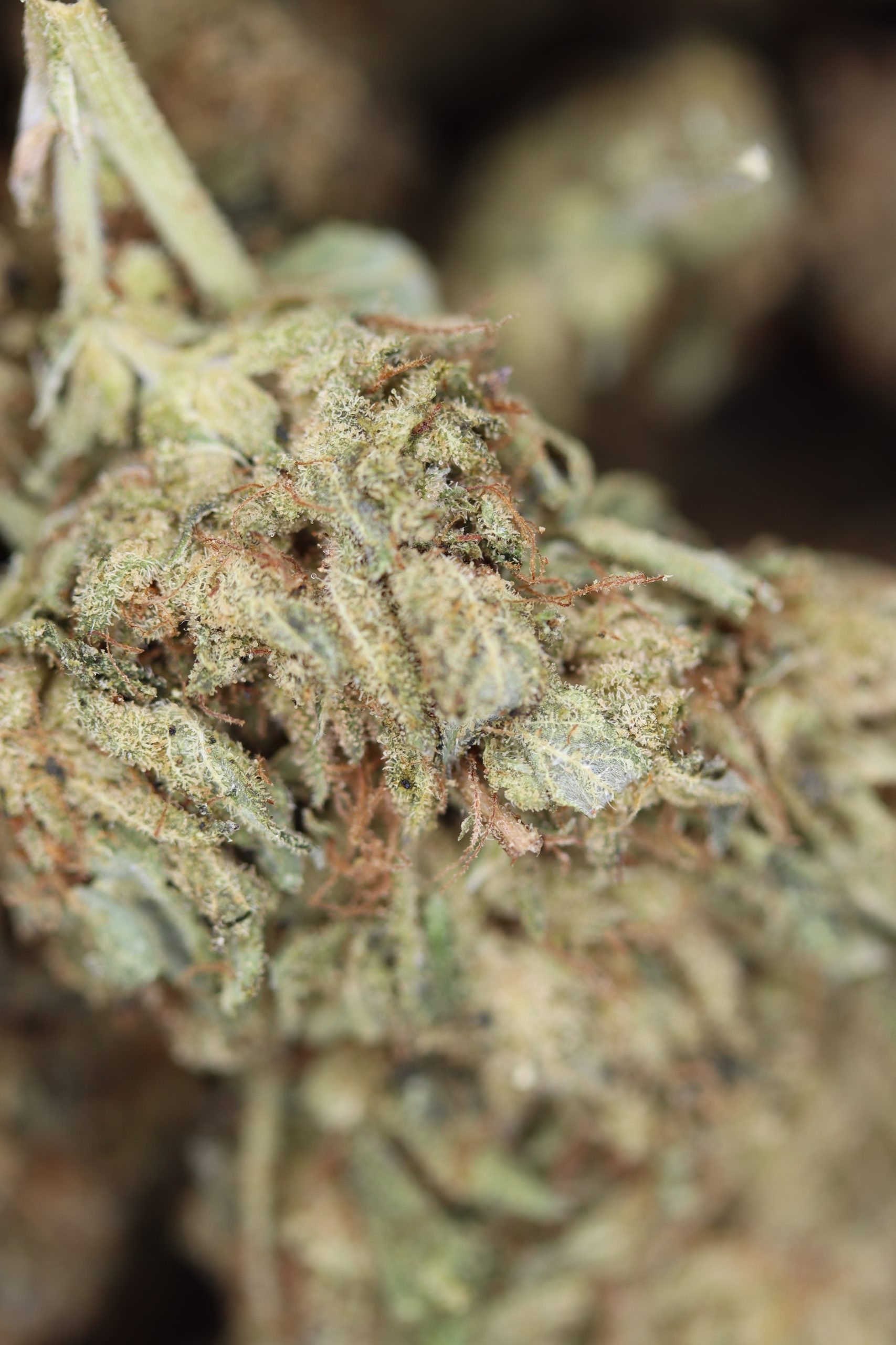 Pinetar All Strains Cannabis Flower Pinetar All Strains Cannabis Flower