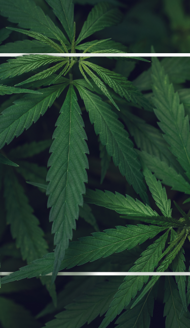 marijuana 1 1