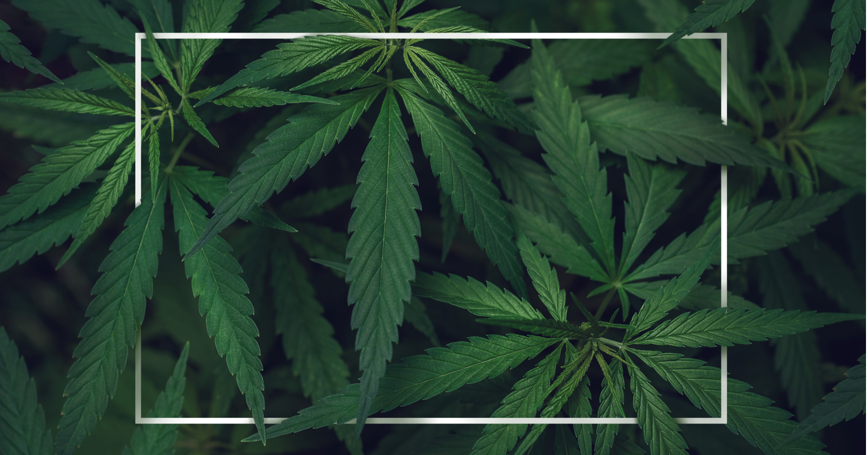 marijuana 1