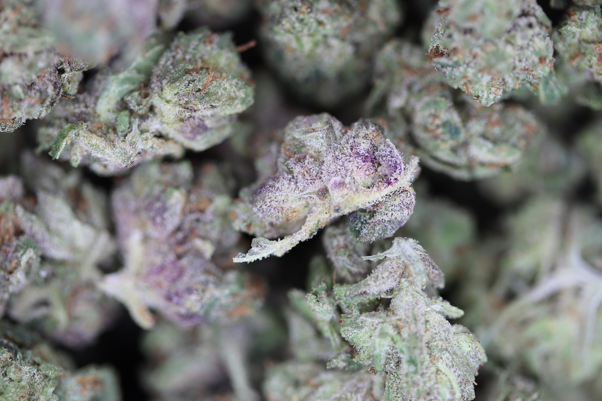 El Muerte Smalls (1/2lb) Wholesale Flower Anxiety Relief El Muerte Smalls (1/2lb) Wholesale Flower Anxiety Relief
