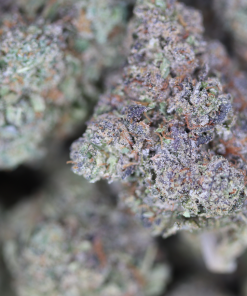 buy Jokerz online