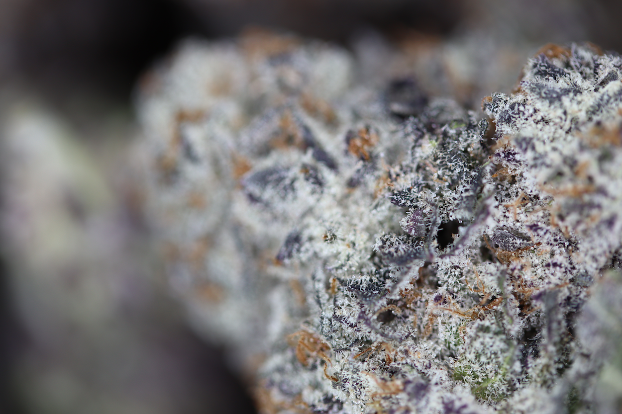Oreoz Indica anxiety Oreoz Indica anxiety