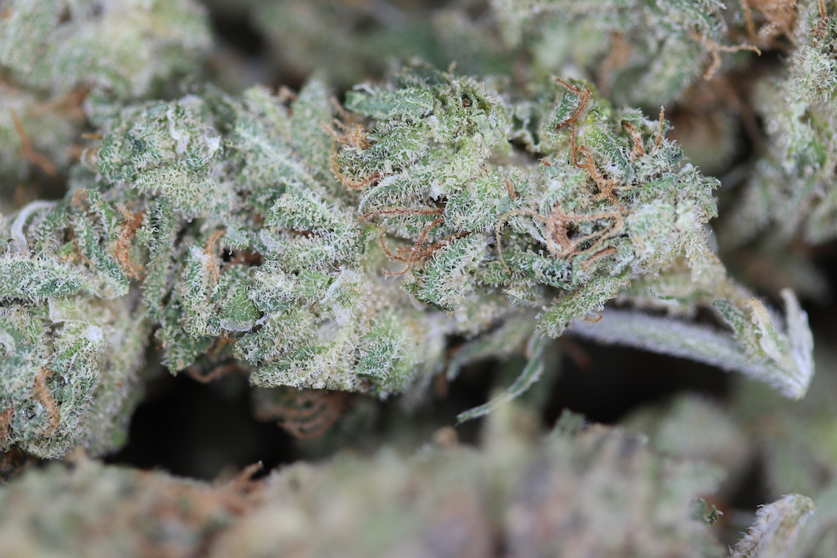 Amnesia Sativa Amnesia Amnesia Sativa Amnesia