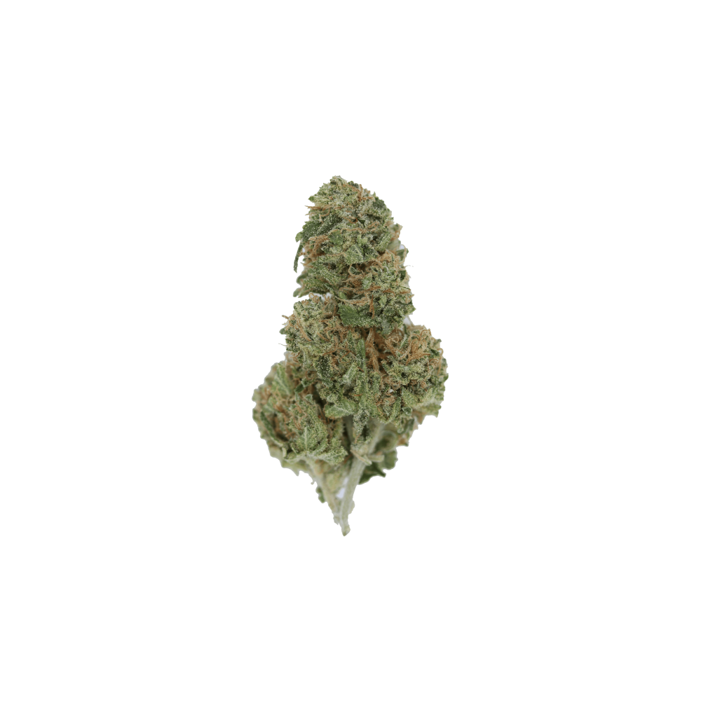 Amnesia Sativa Amnesia Amnesia Sativa Amnesia