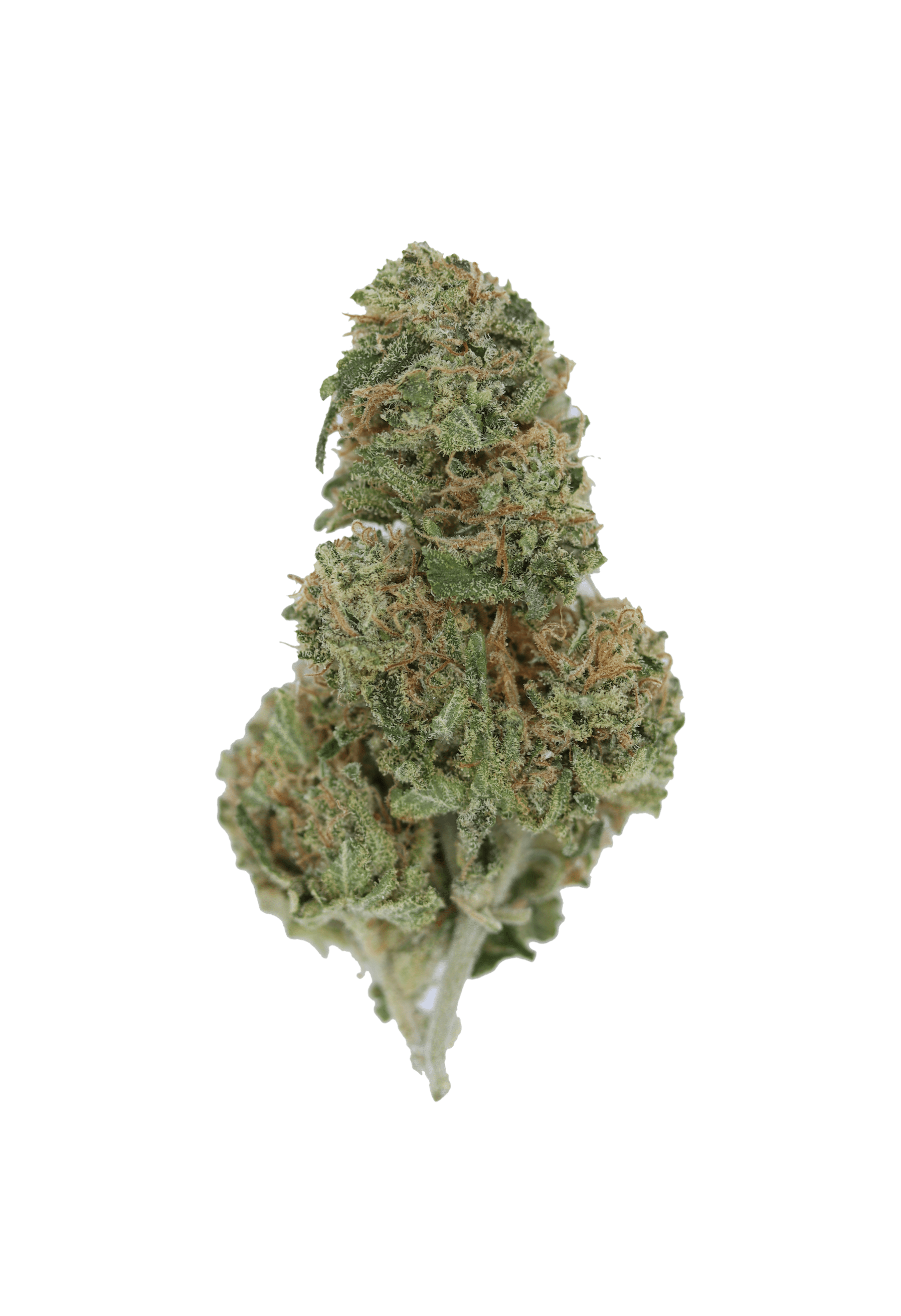 Amnesia (1/2lb) New Drops Amnesia Amnesia (1/2lb) New Drops Amnesia