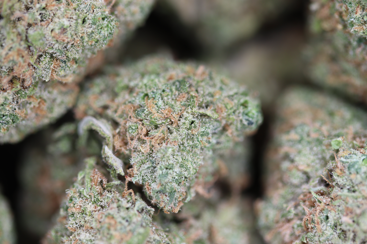 Cannalope Haze Sativa Cannabis Flower Cannalope Haze Sativa Cannabis Flower