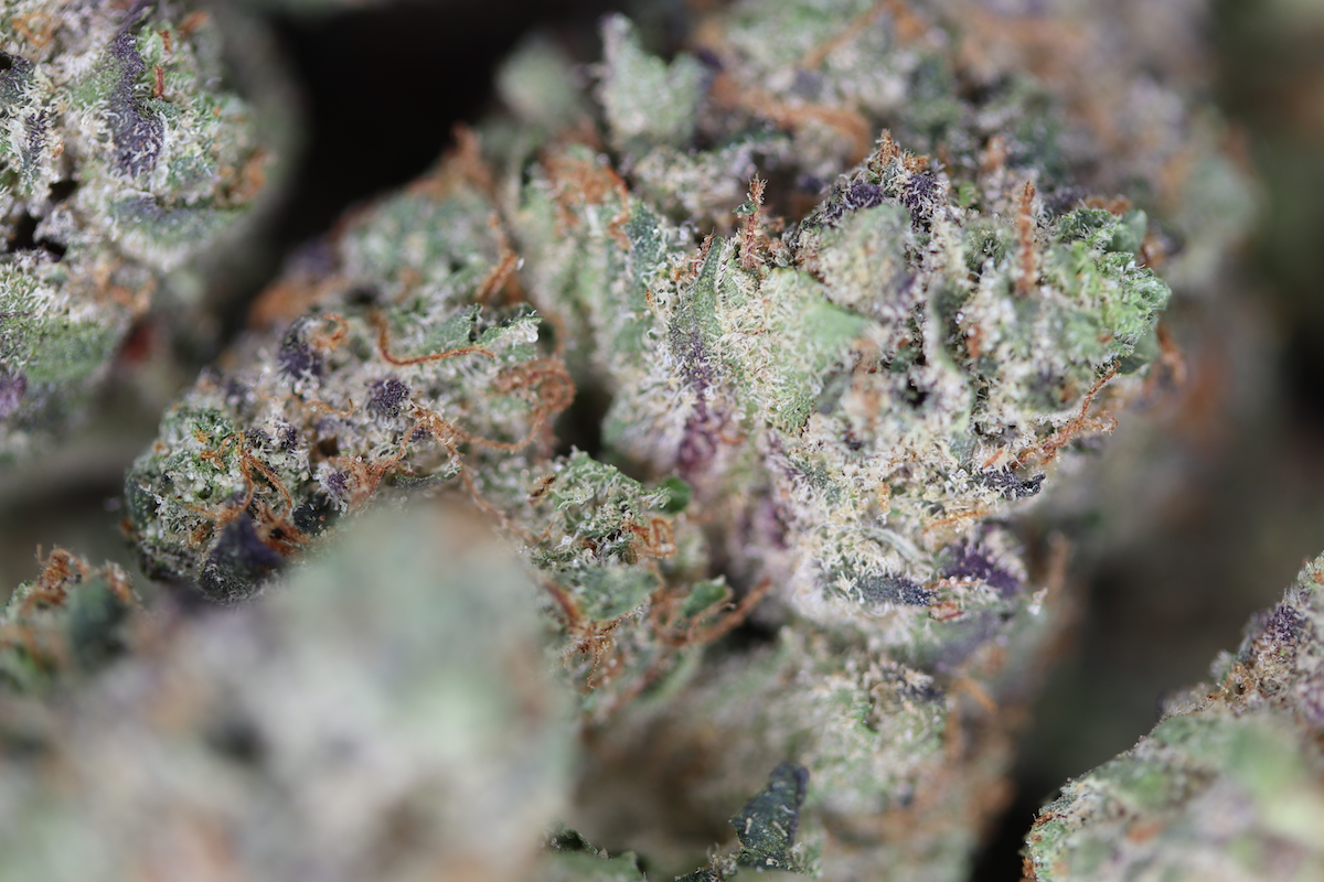Platinum Bubba (1/2lb) Bulk Cannabis Flower Platinum Bubba (1/2lb) Bulk Cannabis Flower