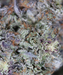 buy roadkill skunk online