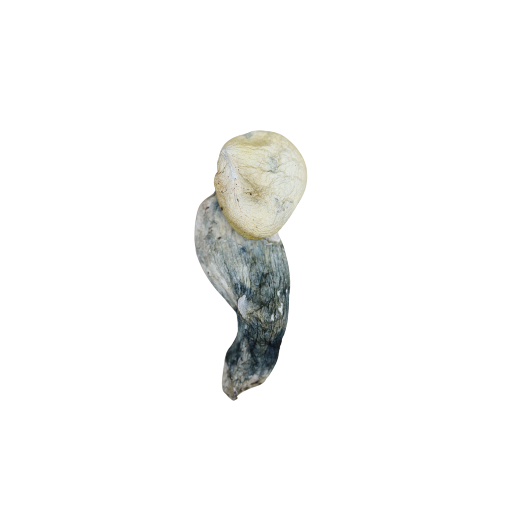 Andromeda Mushrooms andromeda Andromeda Mushrooms andromeda