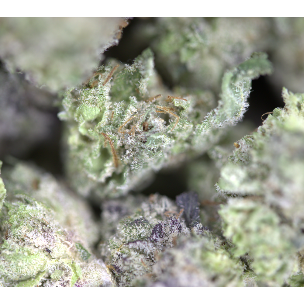 Donkey Butter Smalls (1/2lb) Bulk Cannabis Flower Donkey Butter Smalls (1/2lb) Bulk Cannabis Flower