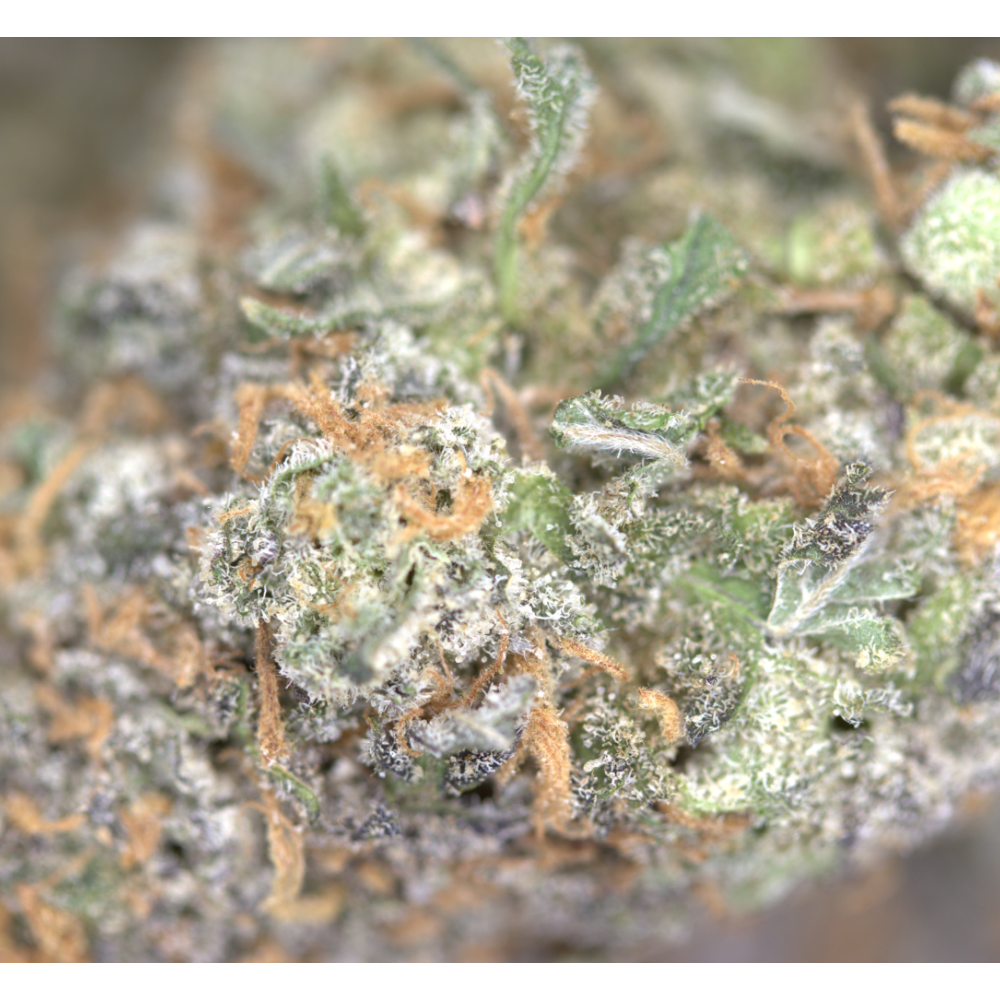 Grape Diesel Hybrid Cannabis Flower Grape Diesel Hybrid Cannabis Flower