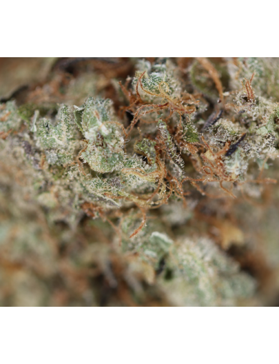 Mango Lassi Hybrid Cannabis Flower Mango Lassi Hybrid Cannabis Flower