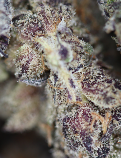 Purple Truffle Hybrid Cannabis Flower Purple Truffle Hybrid Cannabis Flower