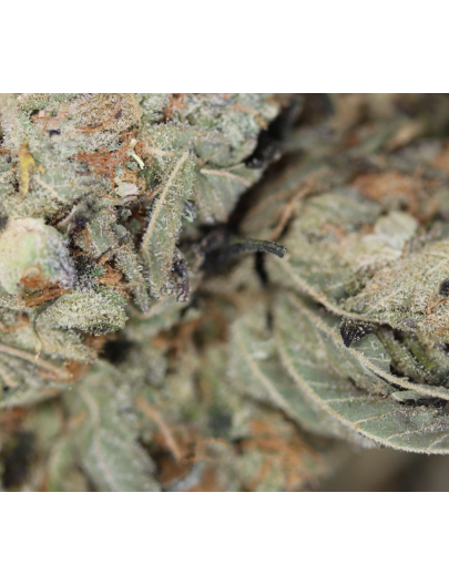 Strawberry Amensia Sativa Cannabis Flower Strawberry Amensia Sativa Cannabis Flower