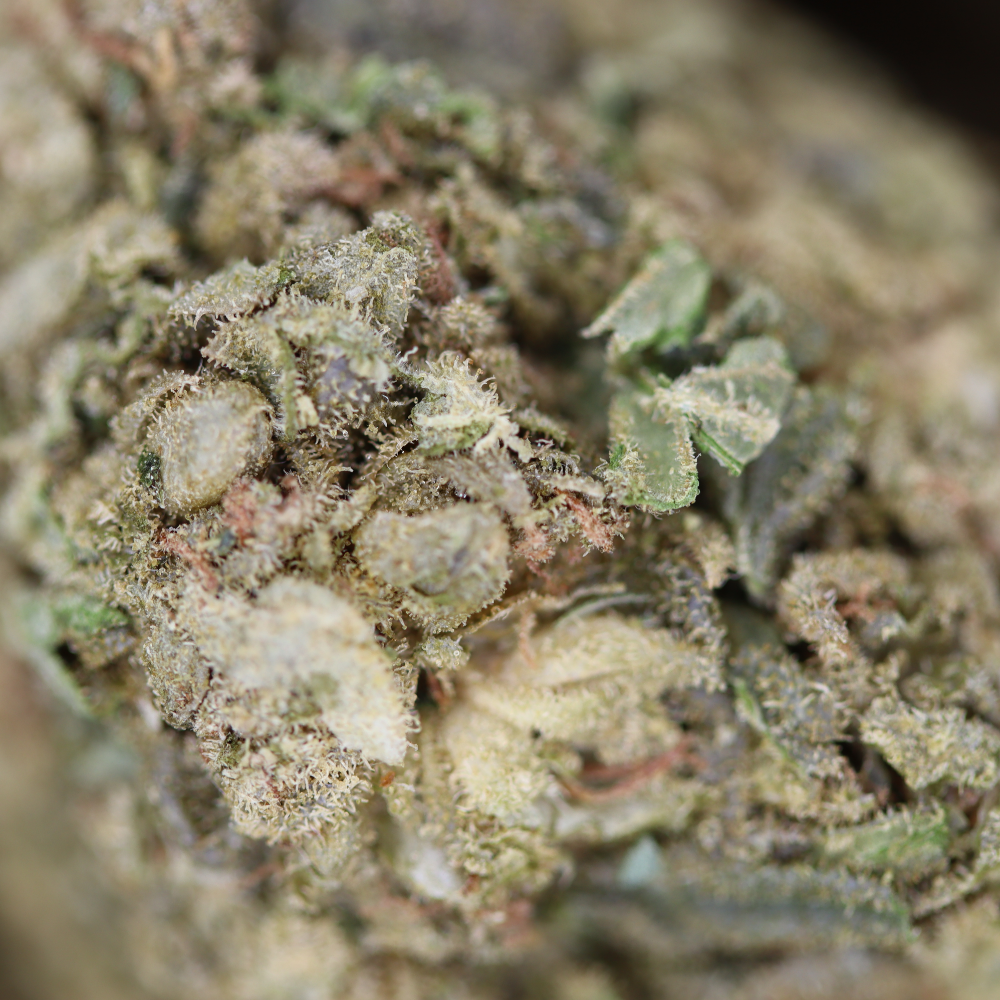 Timewreck (1/2lb) Wholesale Flower Anxiety Reduction Timewreck (1/2lb) Wholesale Flower Anxiety Reduction