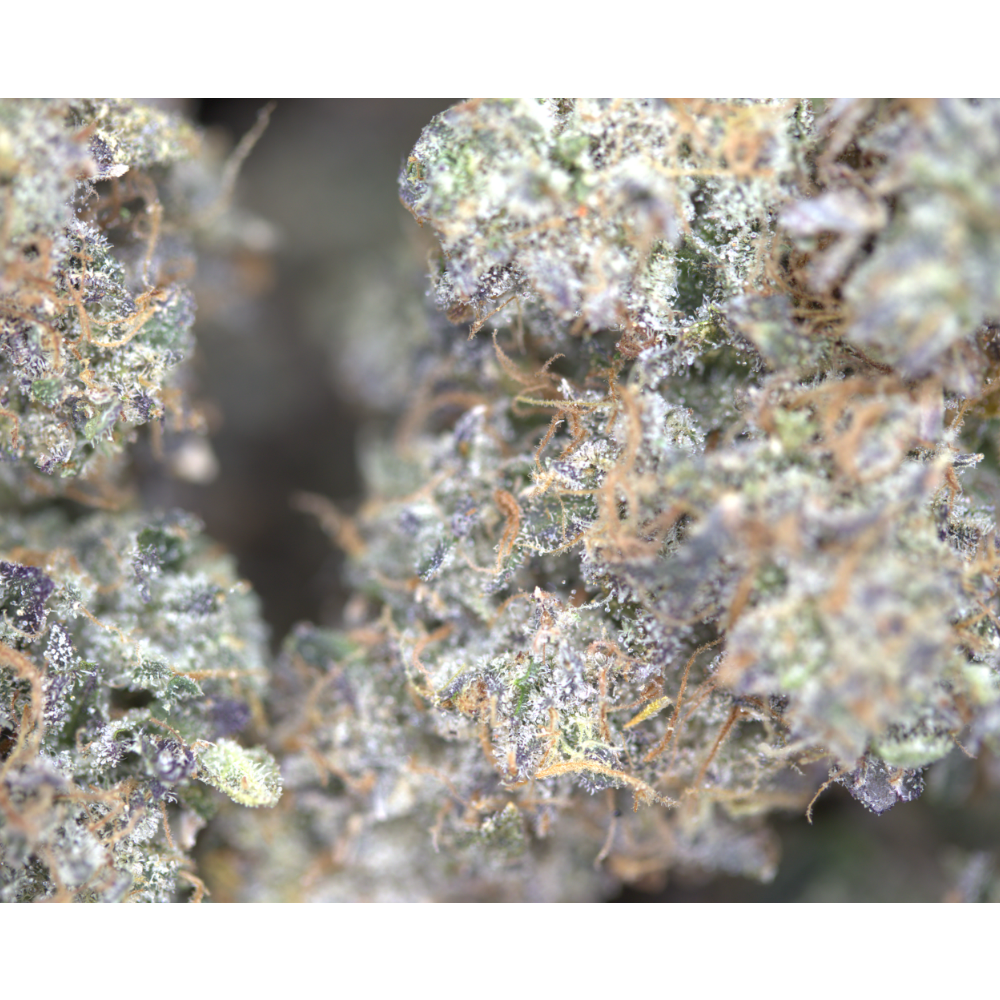 Tom Ford (LSO) Indica Cannabis Flower Tom Ford (LSO) Indica Cannabis Flower