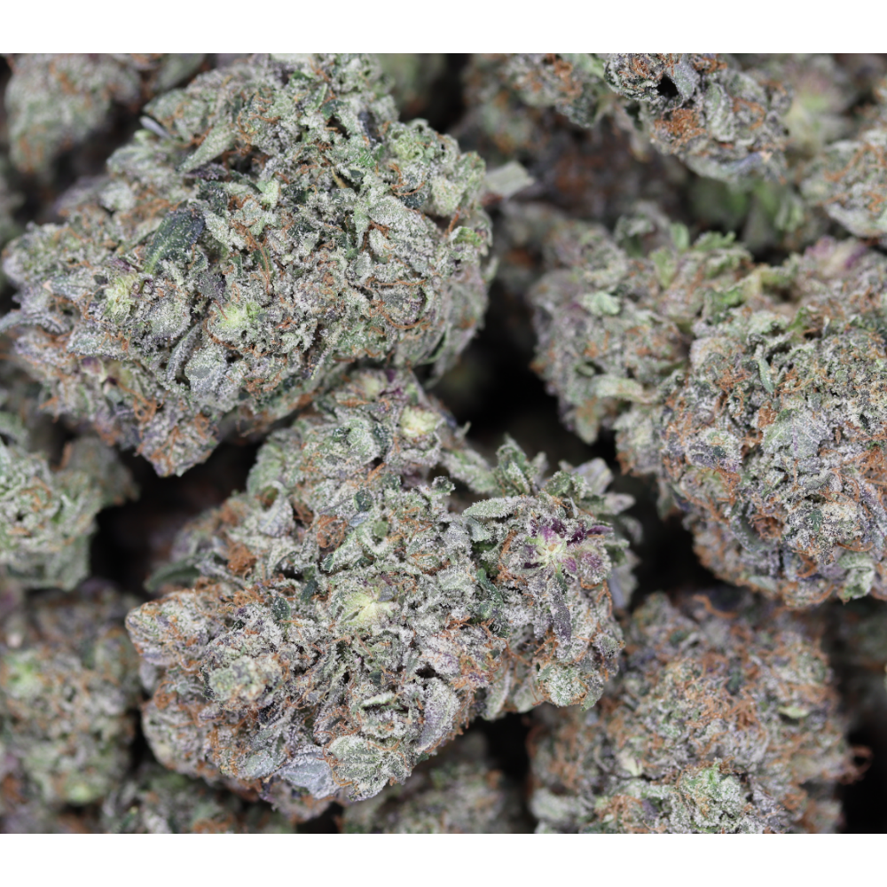Black Tuna Indica Black Tuna Black Tuna Indica Black Tuna