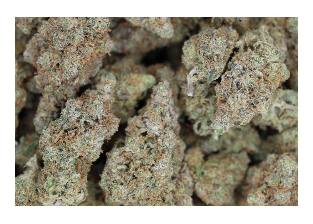 Purple Gusherz Hybrid anxiety Purple Gusherz Hybrid anxiety