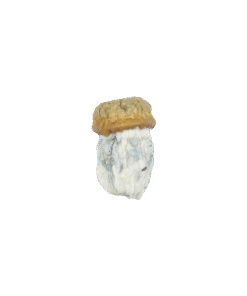 Avalanche Mushrooms Avalanche