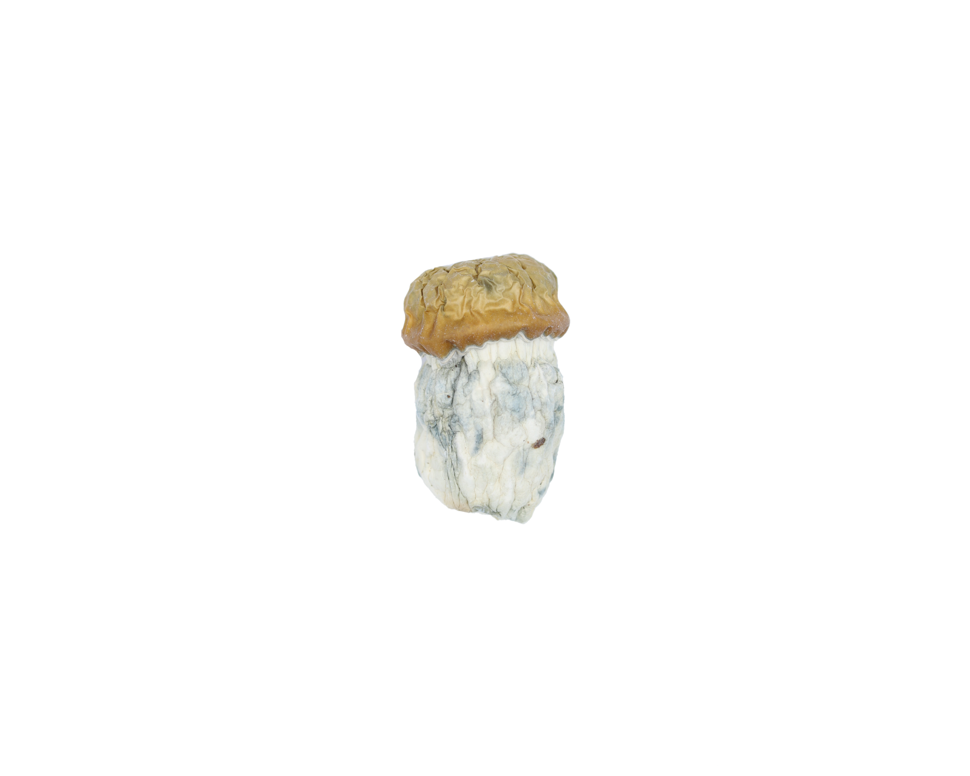 Avalanche Mushrooms Avalanche Avalanche Mushrooms Avalanche