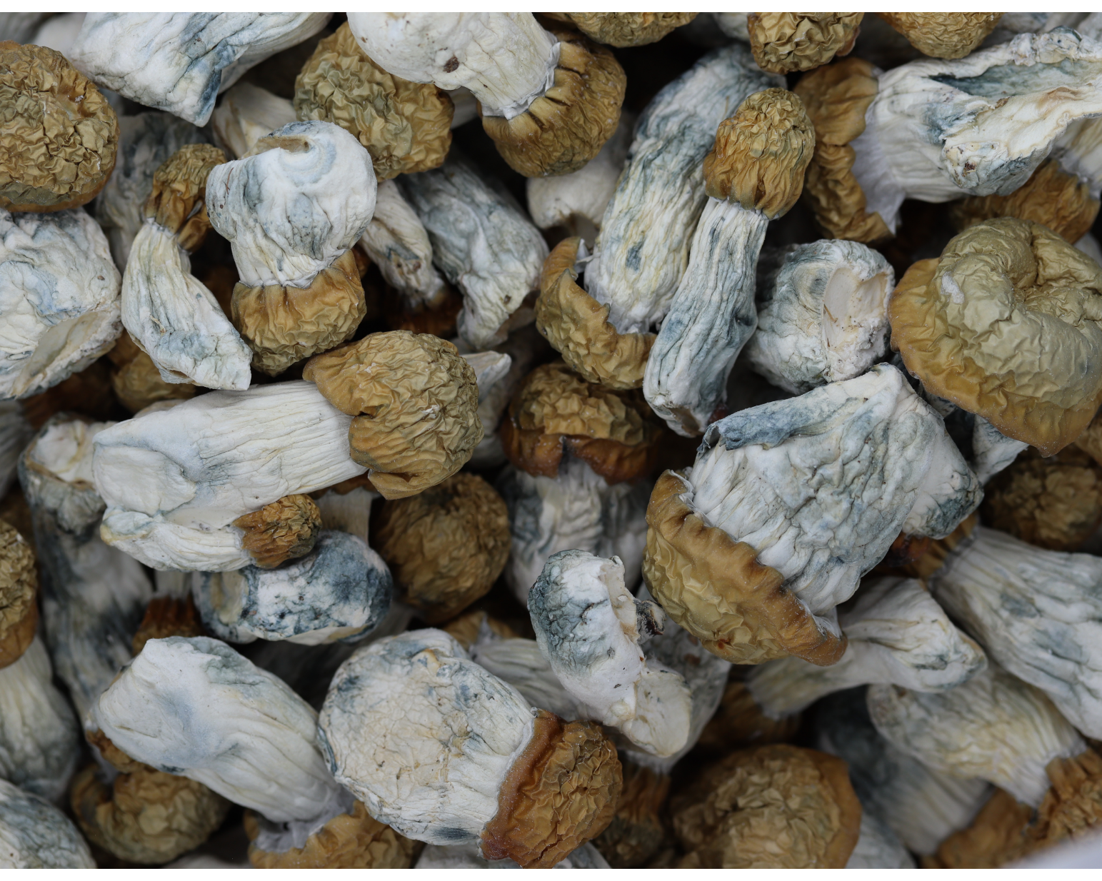 Avalanche Mushrooms Avalanche Avalanche Mushrooms Avalanche