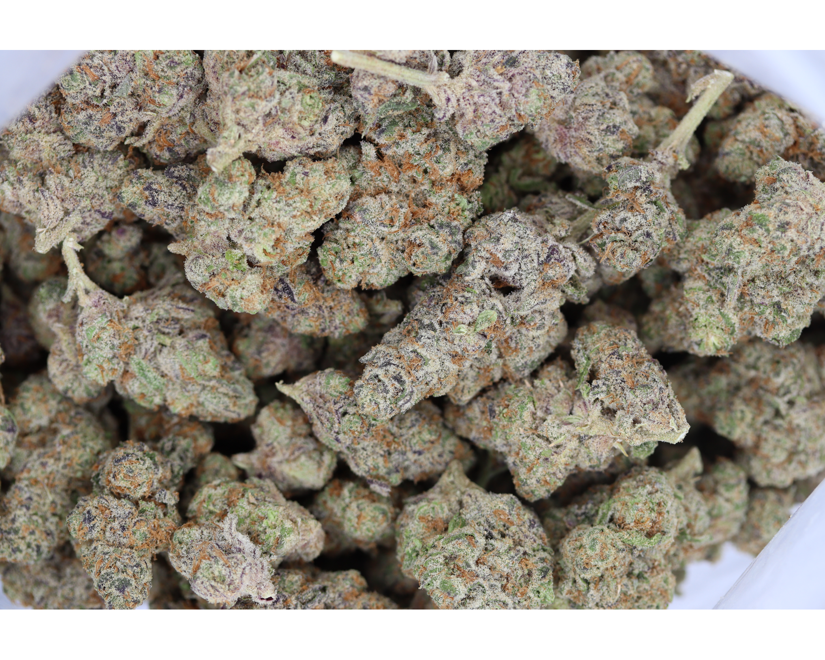Blueberry Cookies Hybrid Blueberry Cookies Blueberry Cookies Hybrid Blueberry Cookies