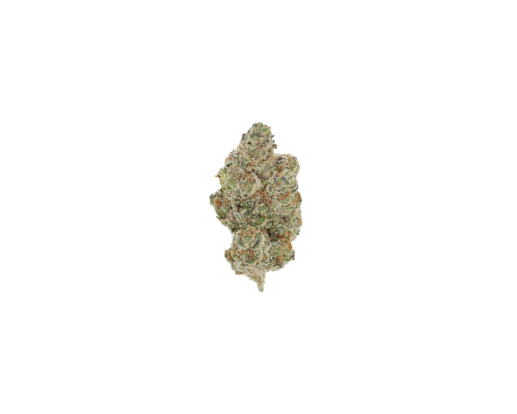 Blueberry Cookies Hybrid Blueberry Cookies Blueberry Cookies Hybrid Blueberry Cookies