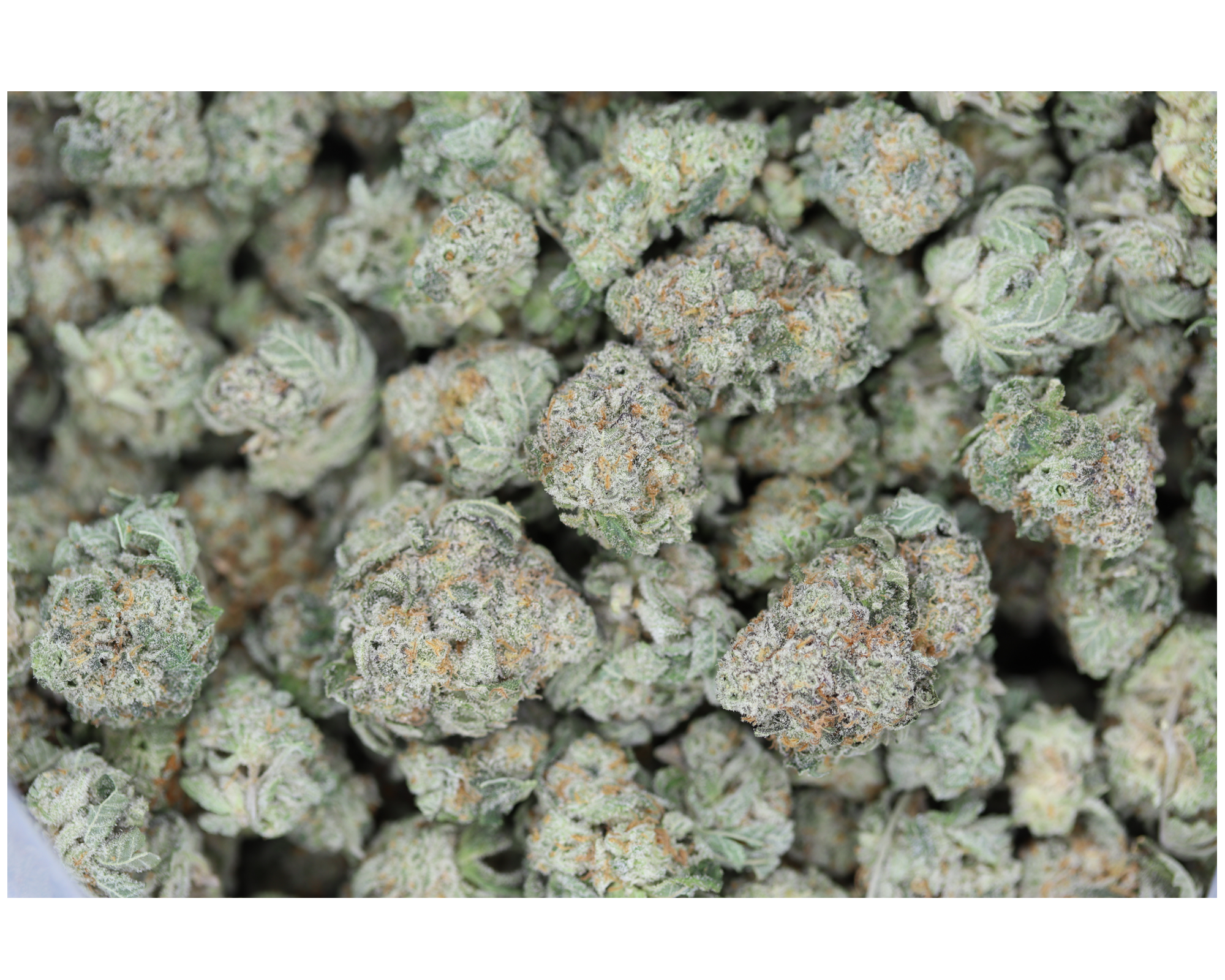 Cookies n Cream Smalls (1/2lb) Wholesale Flower Cannabis Flower Cookies n Cream Smalls (1/2lb) Wholesale Flower Cannabis Flower