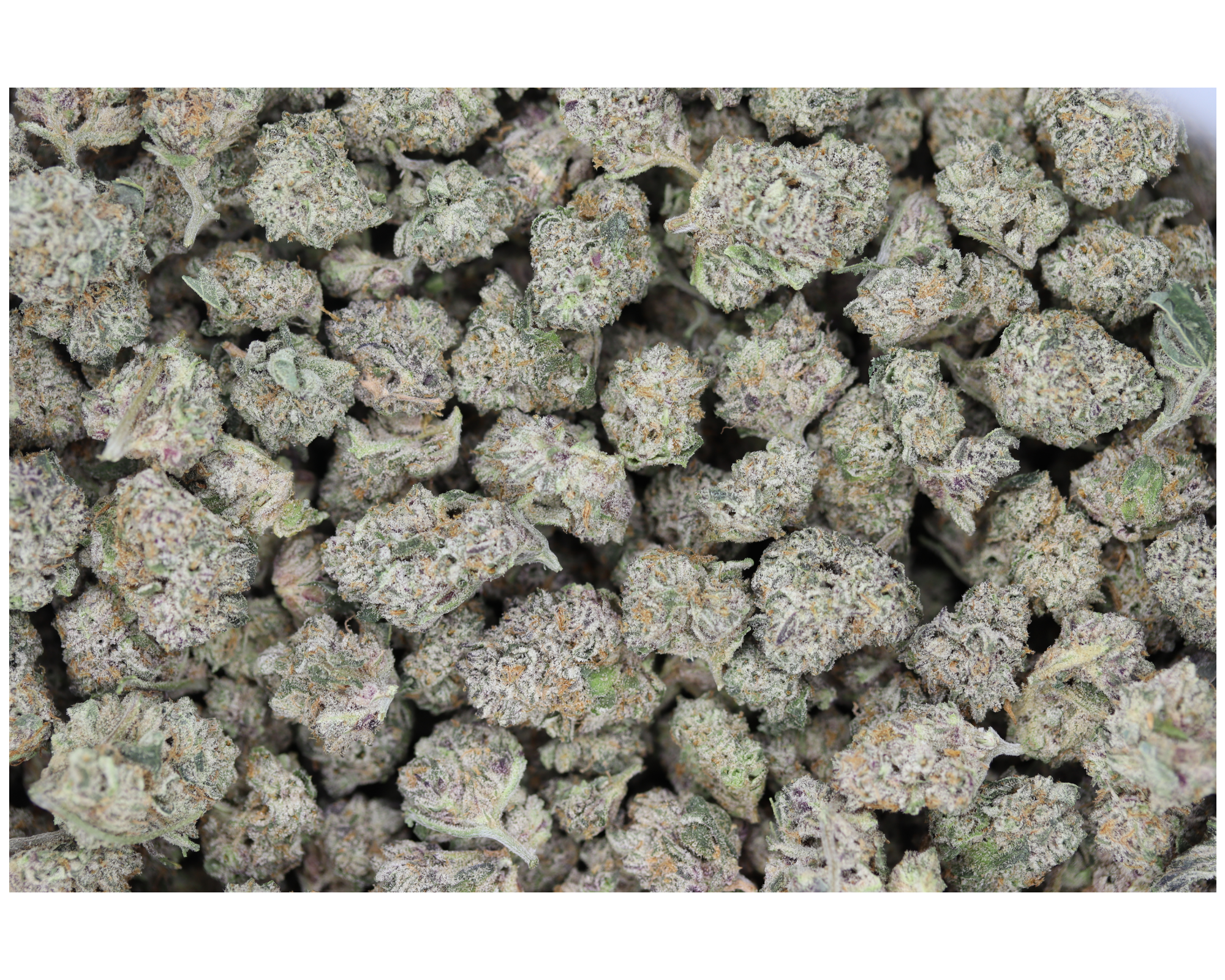 Dosidos Smalls (1/2lb) Wholesale Flower Cannabis Flower Dosidos Smalls (1/2lb) Wholesale Flower Cannabis Flower