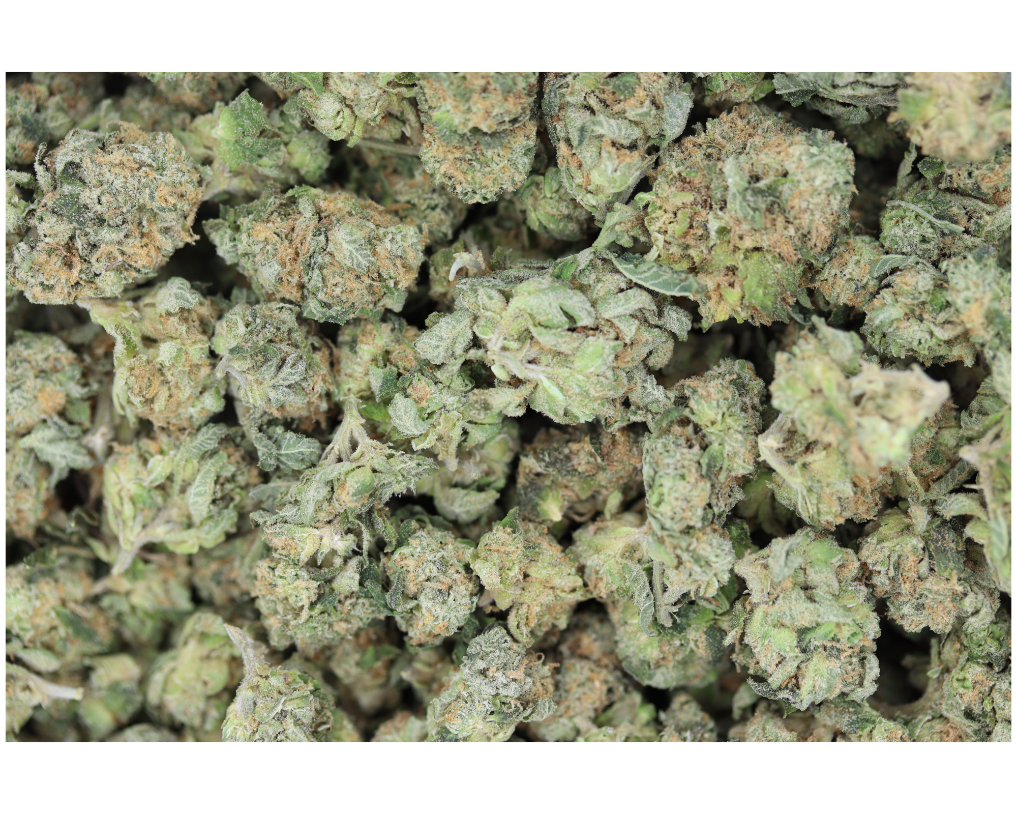 Gusherz Smalls (1/2lb) Wholesale Flower Cannabis Flower Gusherz Smalls (1/2lb) Wholesale Flower Cannabis Flower